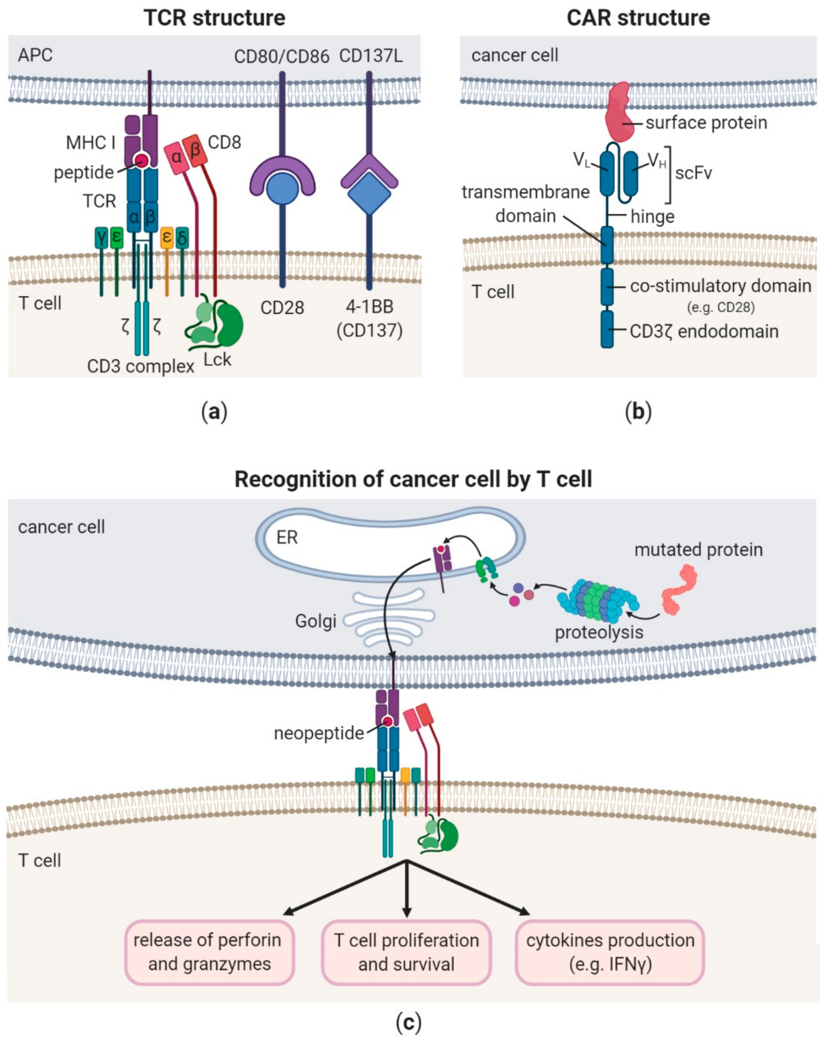 Cancers 12 00683 g001 Cancers 12 00683 g001