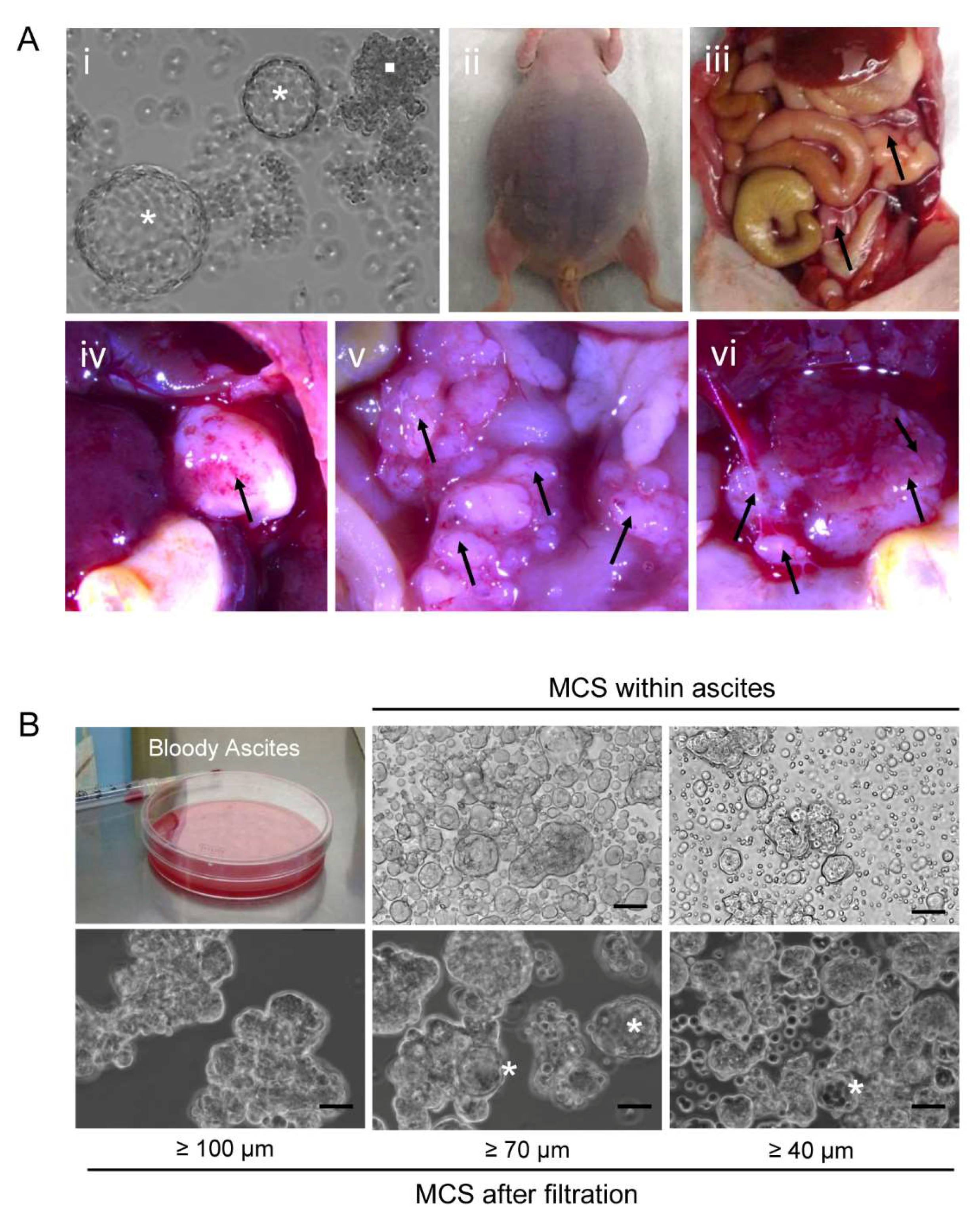 Cancers 12 00699 g008
