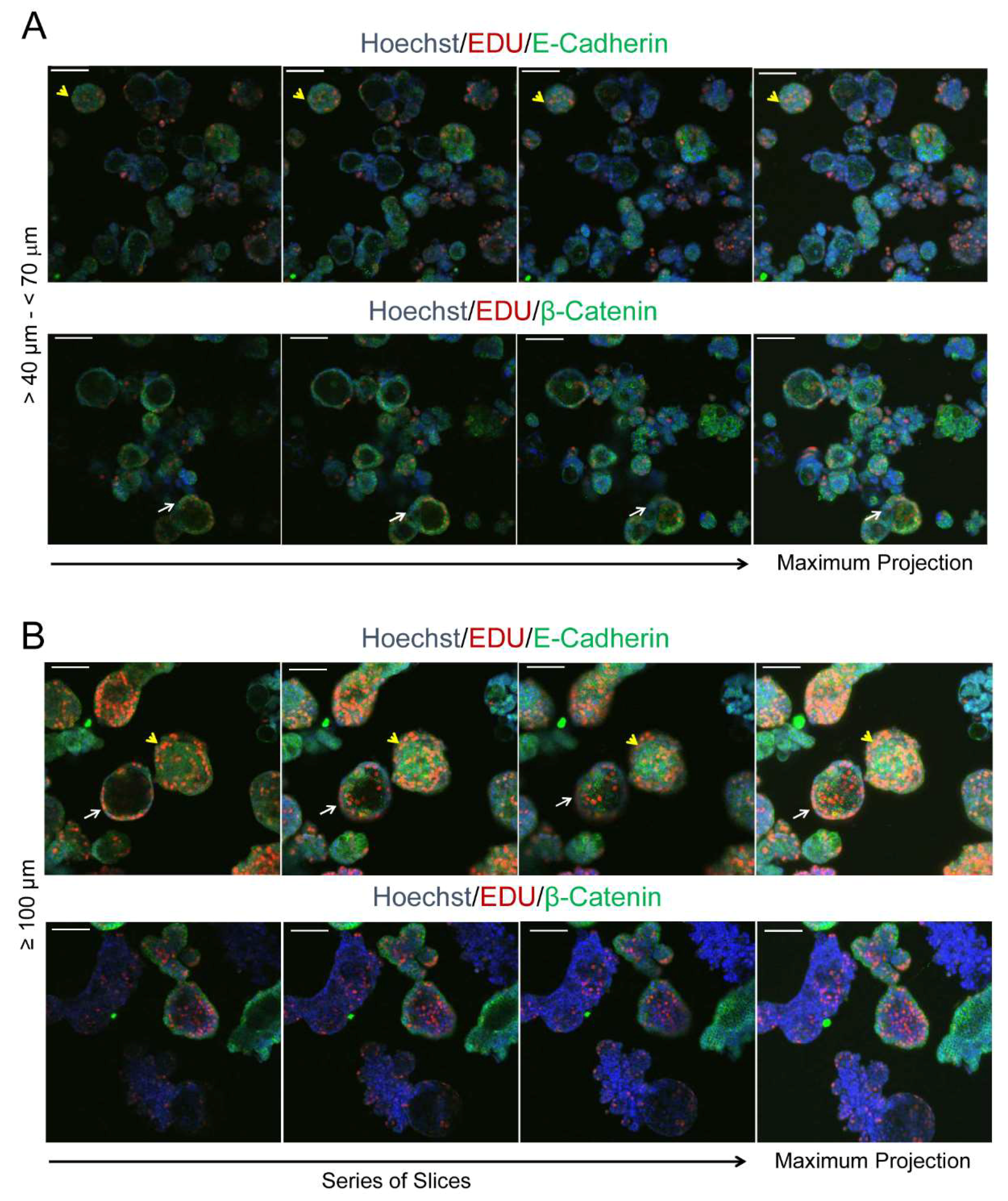 Cancers 12 00699 g009