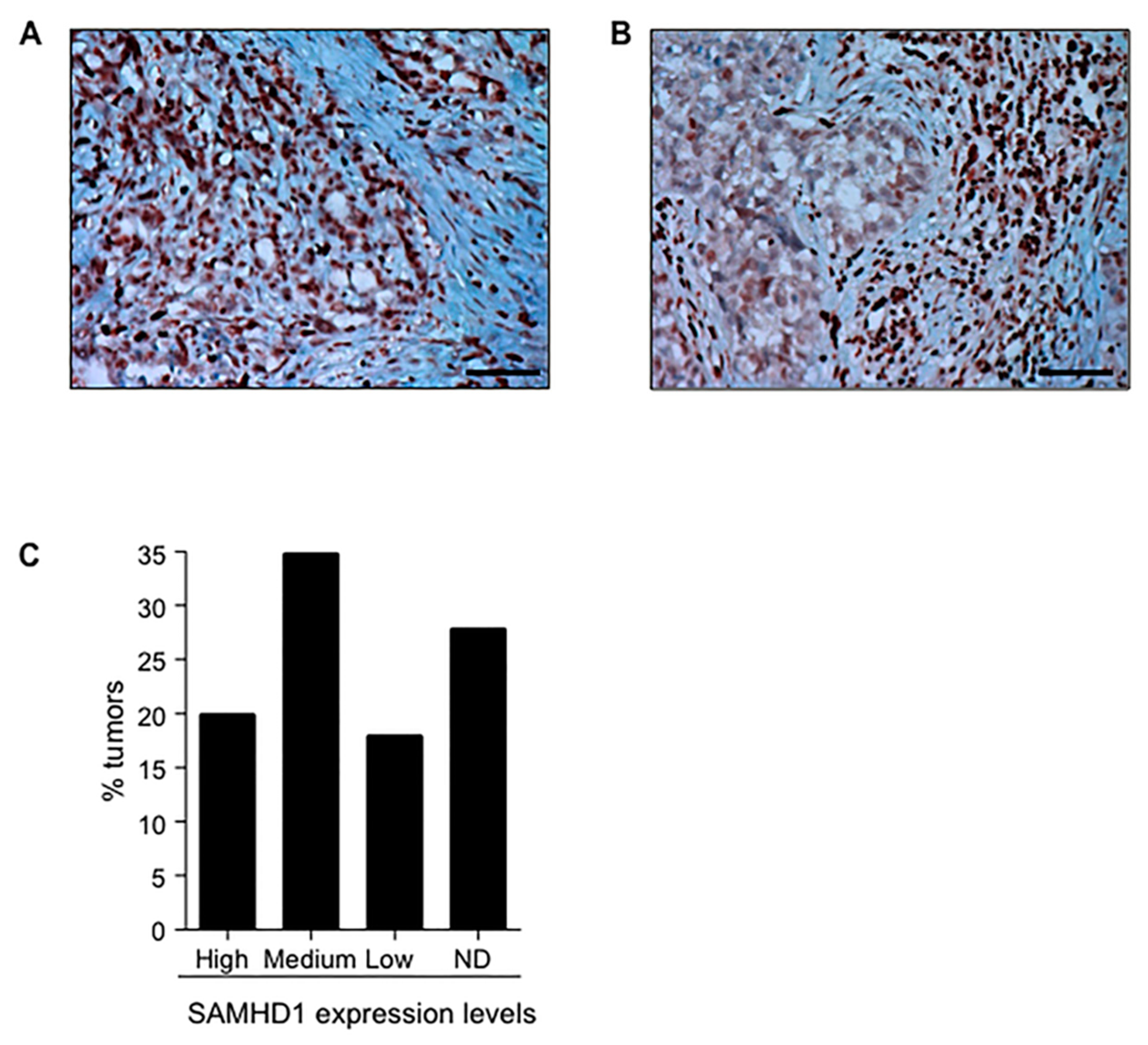 Cancers 12 00713 g007 Cancers 12 00713 g007
