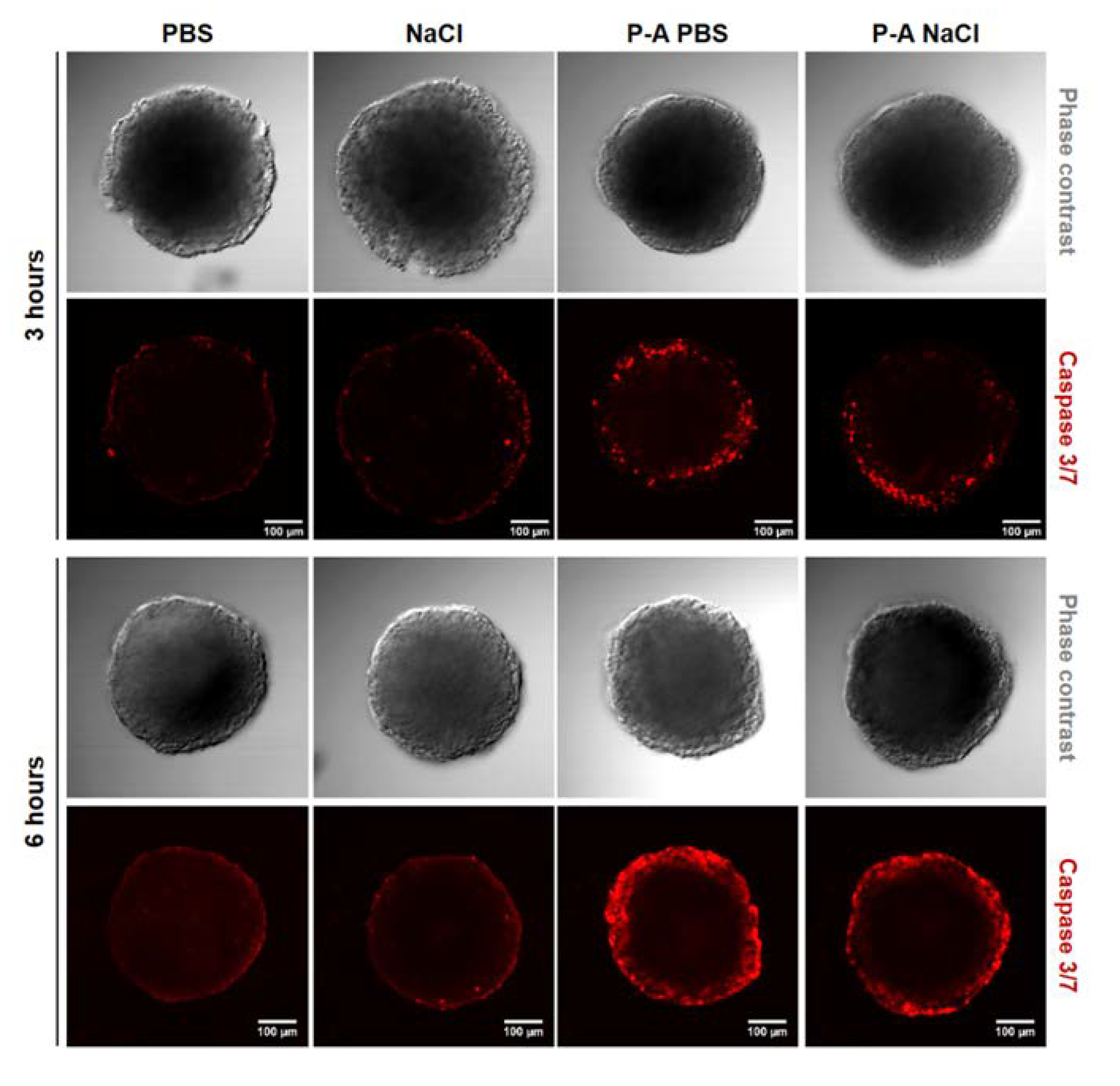 Cancers 12 00721 g003