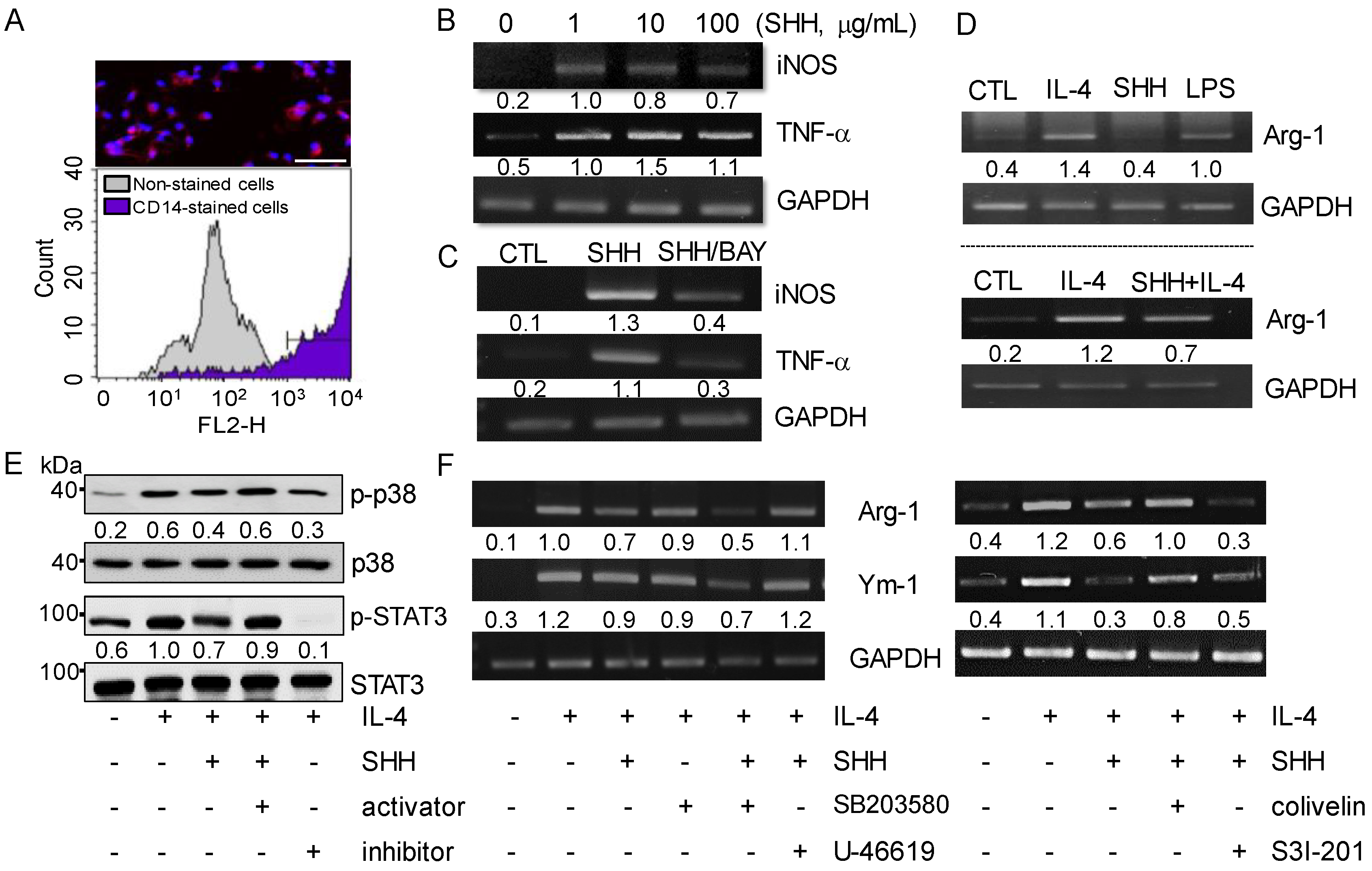 Cancers 12 00726 g002