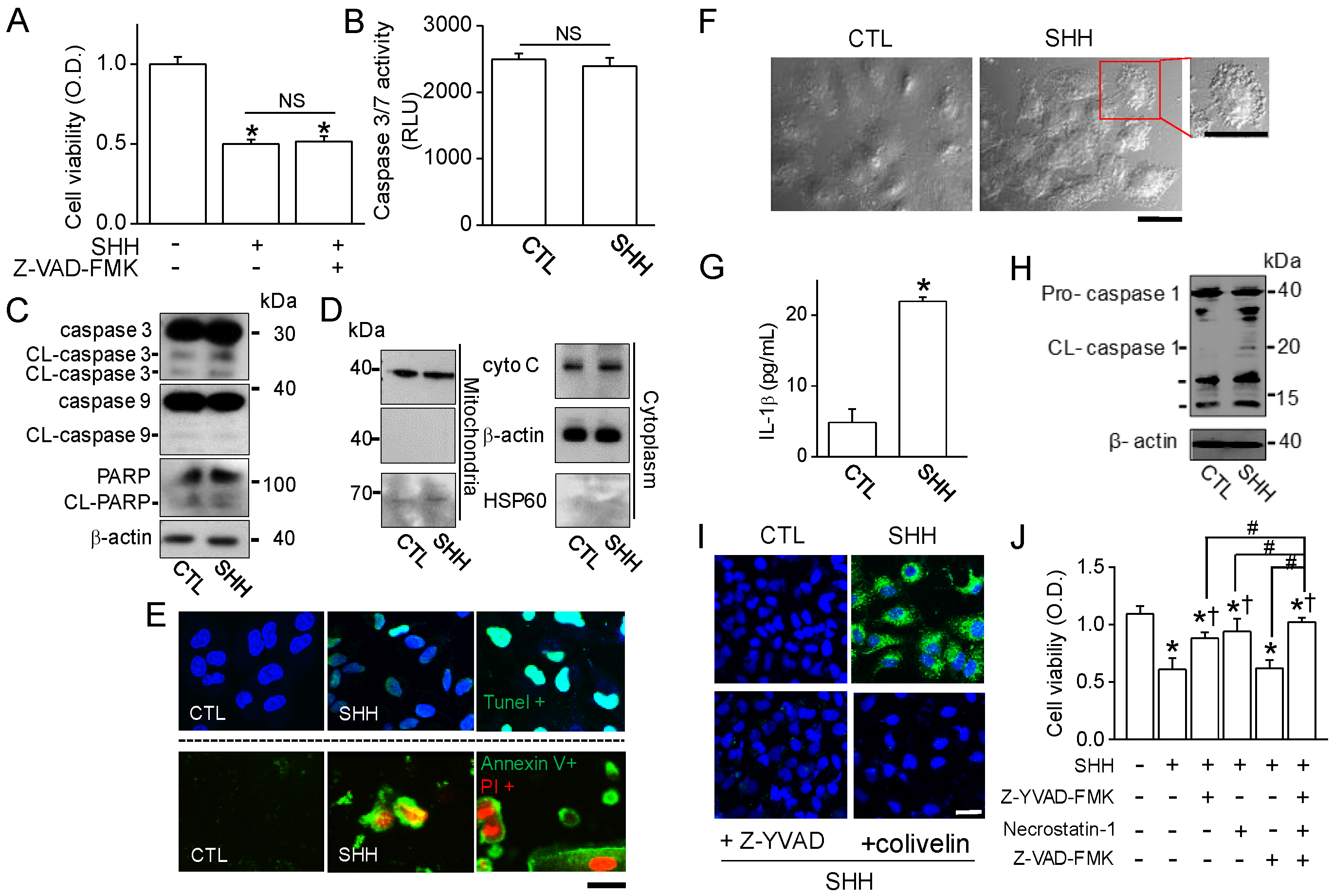 Cancers 12 00726 g008
