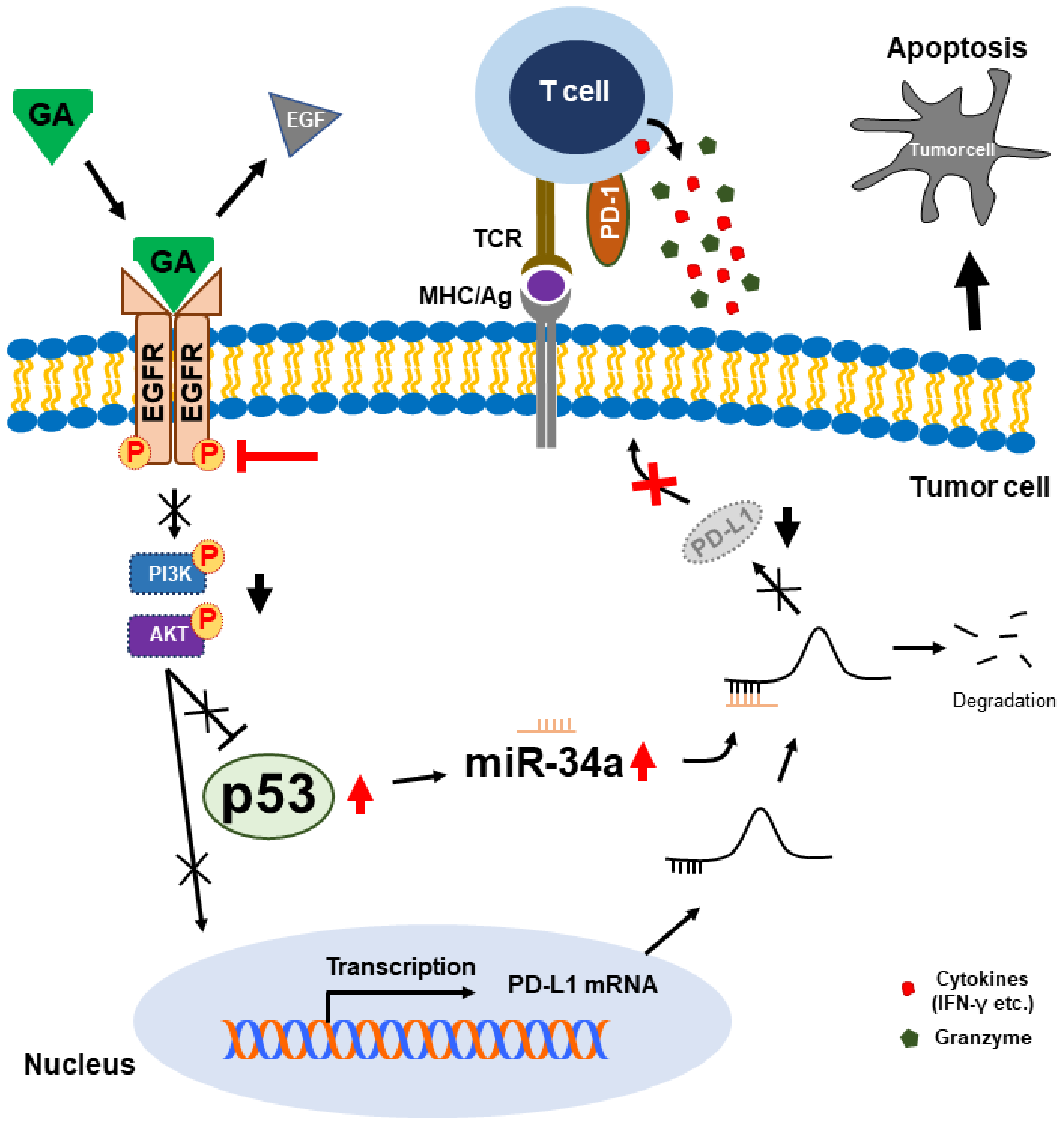 Cancers 12 00727 g007