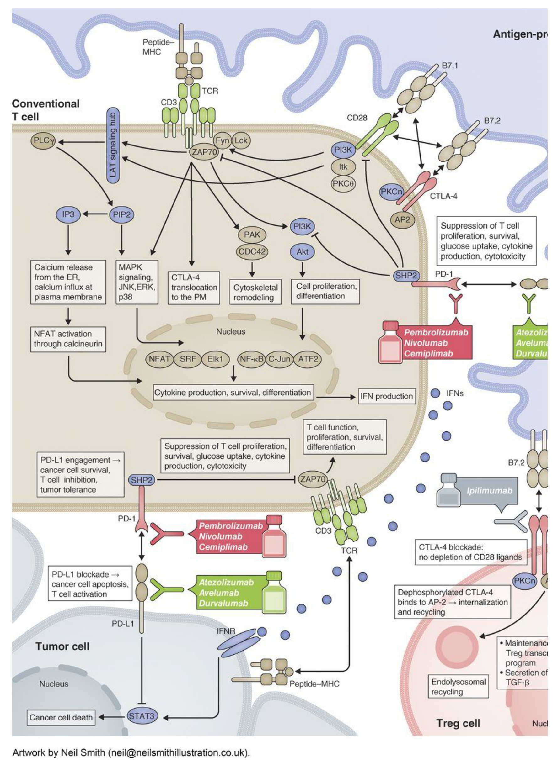 Cancers 12 00738 g001