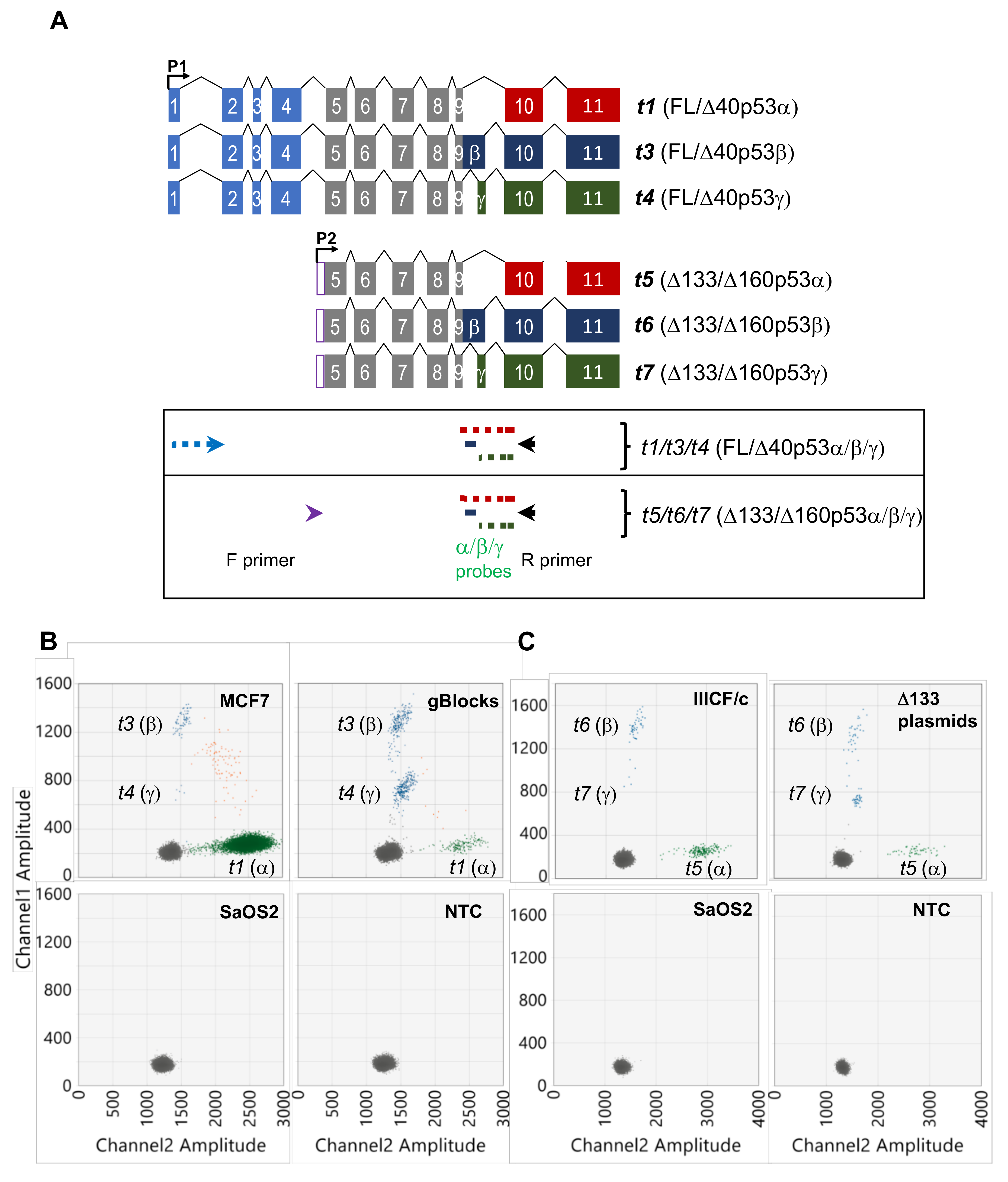 Cancers 12 00769 g002