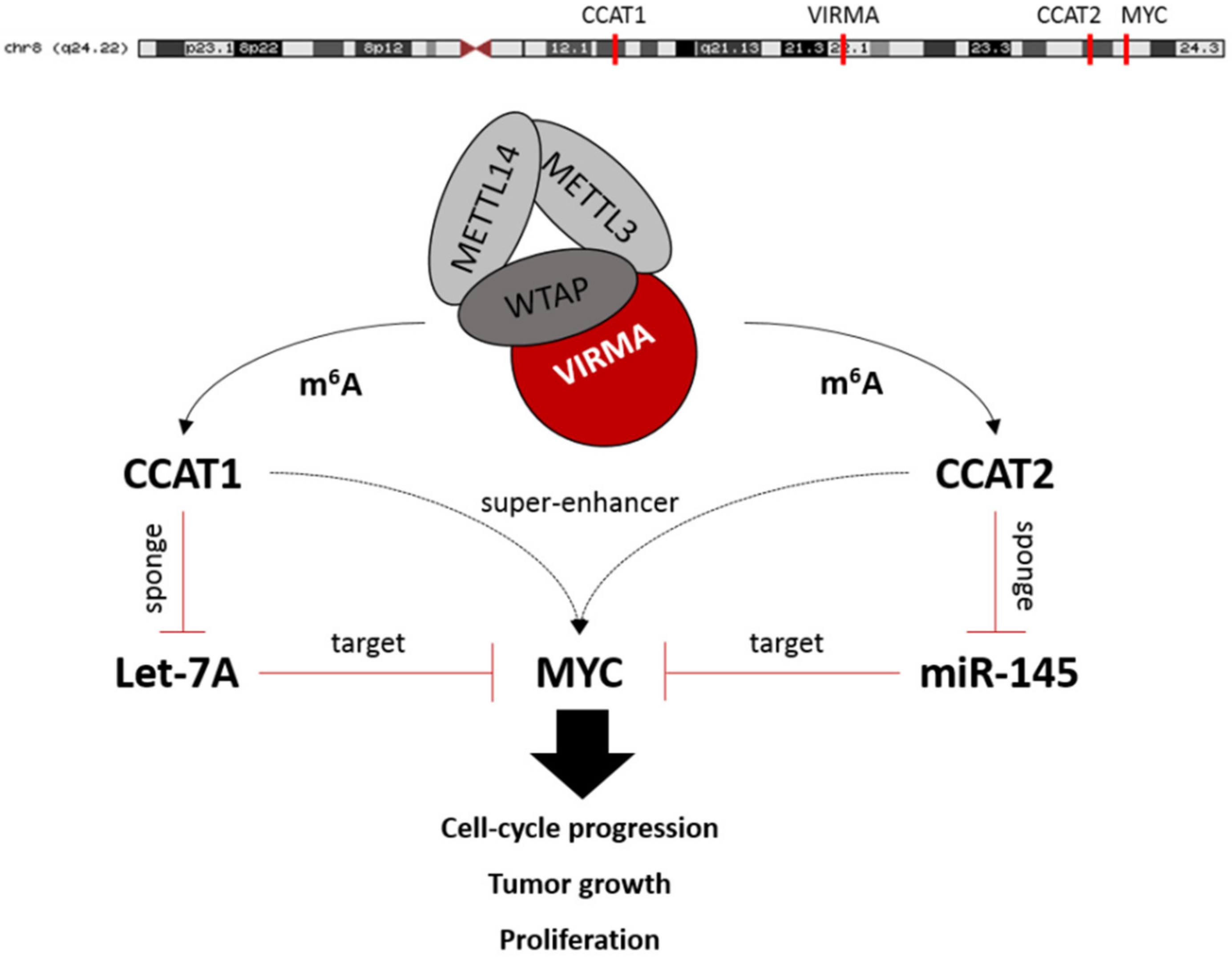 Cancers 12 00771 g008 Cancers 12 00771 g008