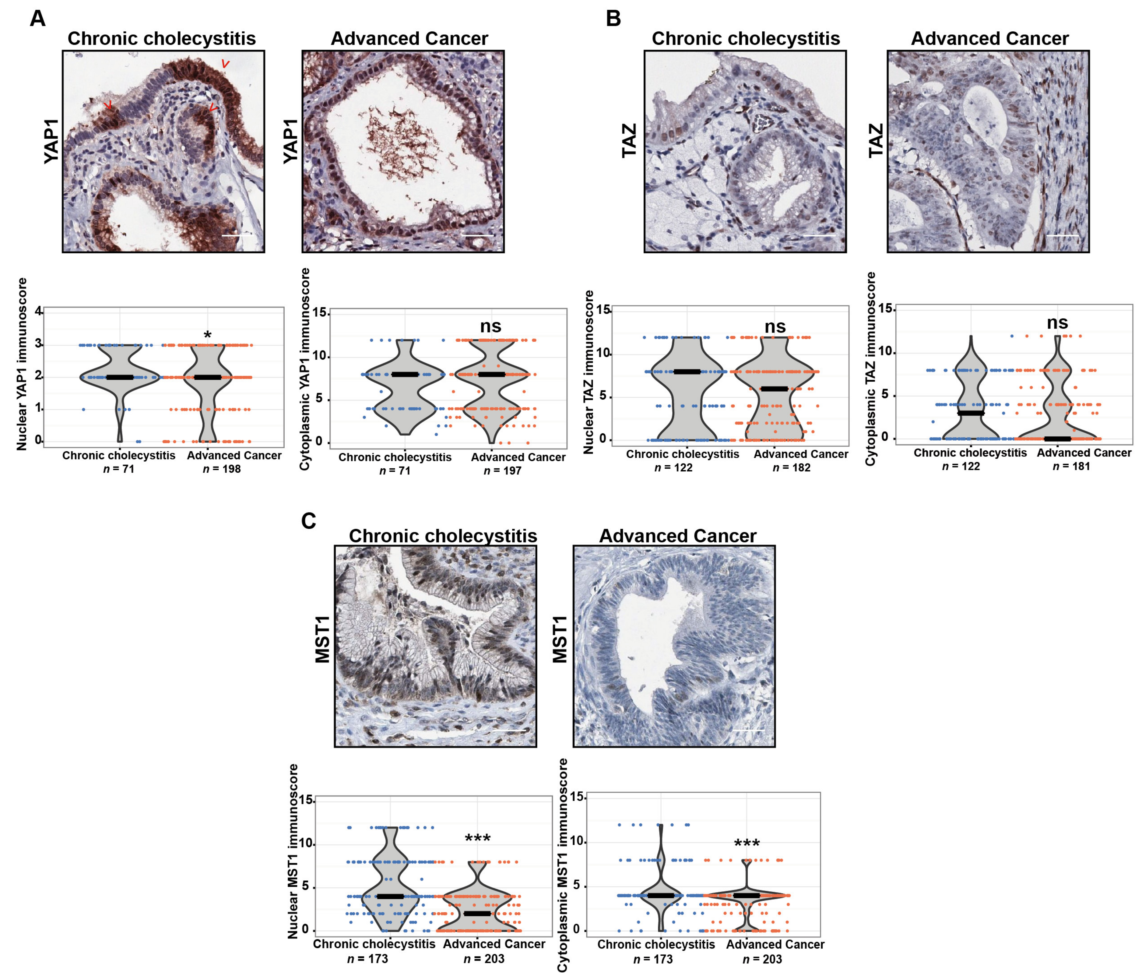 Cancers 12 00778 g001
