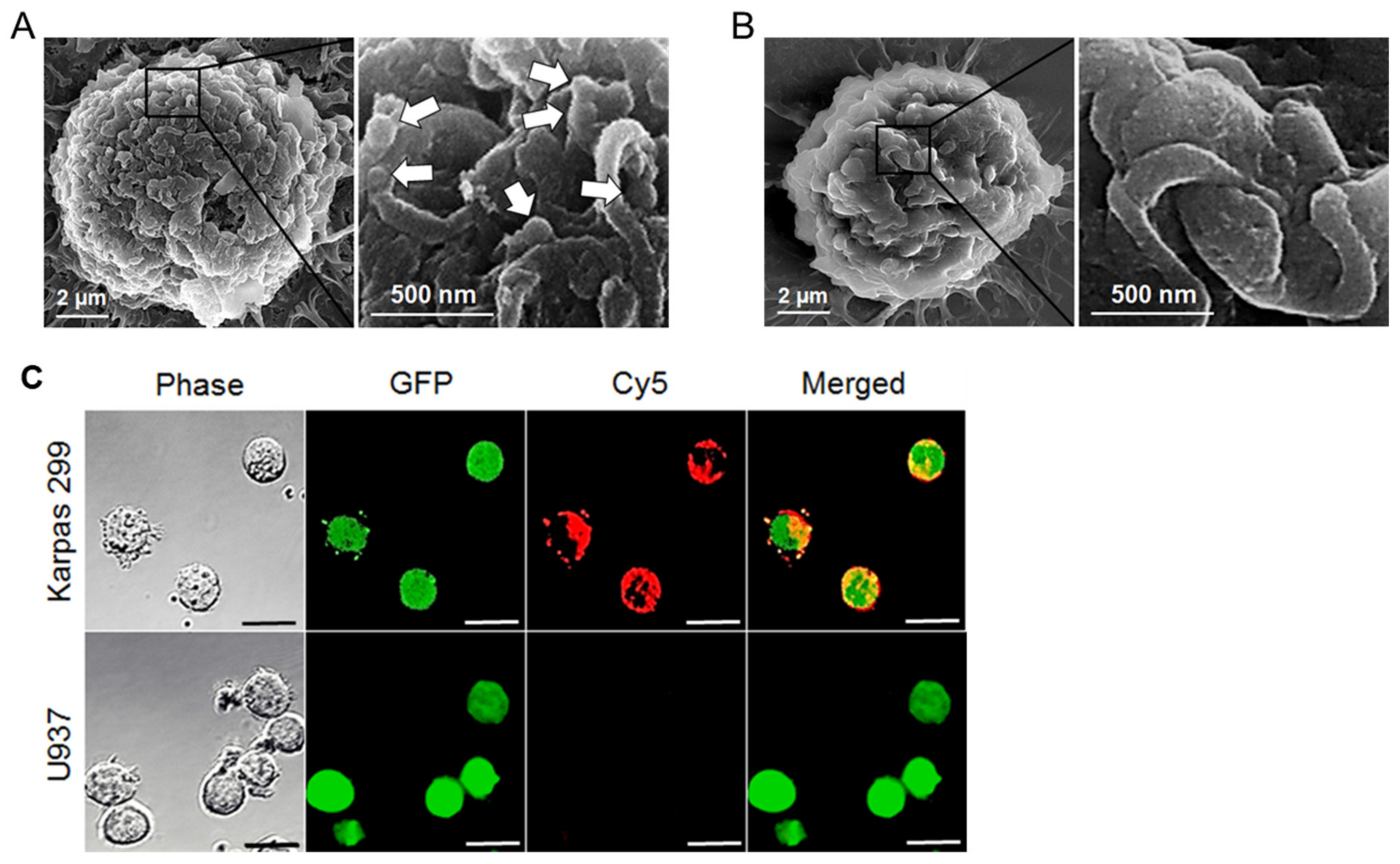 Cancers 12 00780 g005