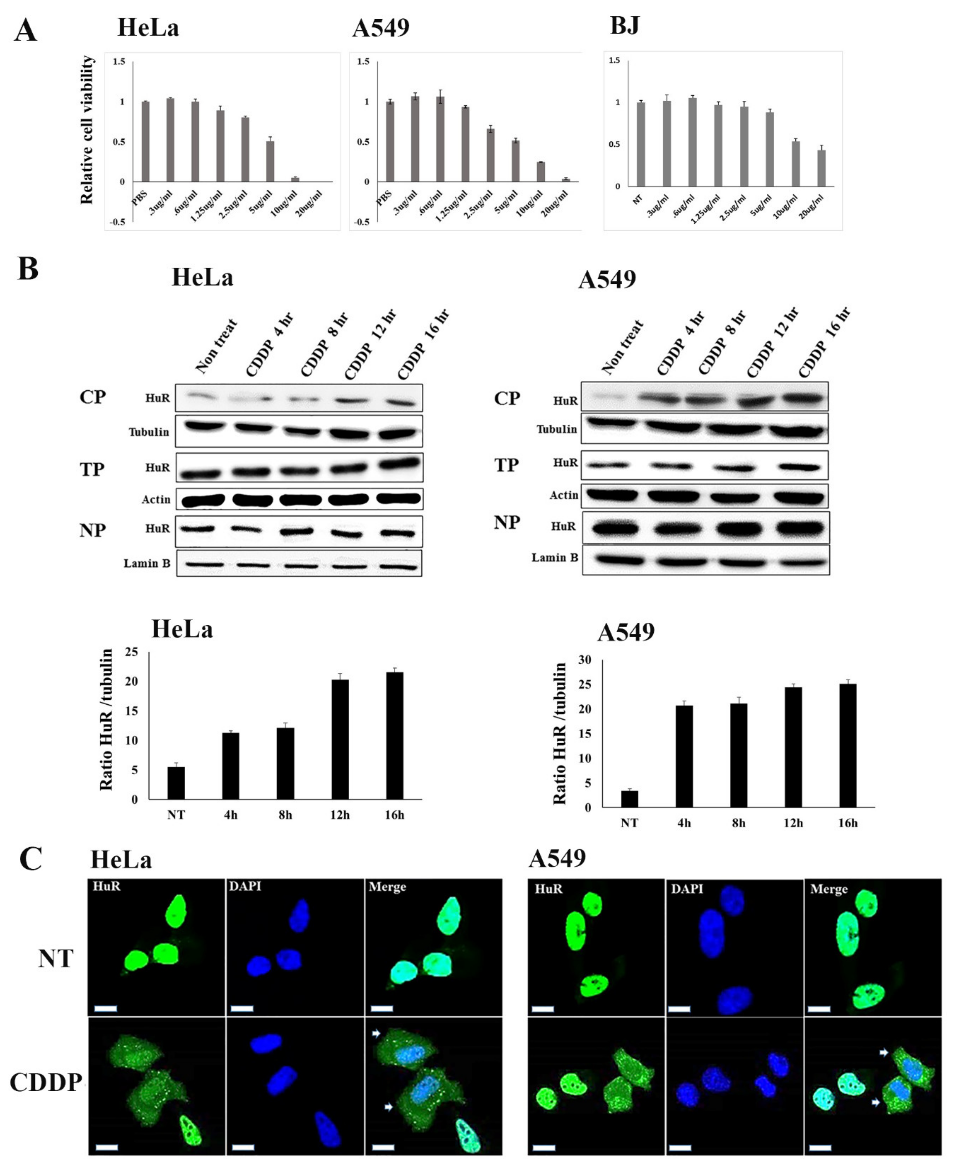 Cancers 12 00809 g002