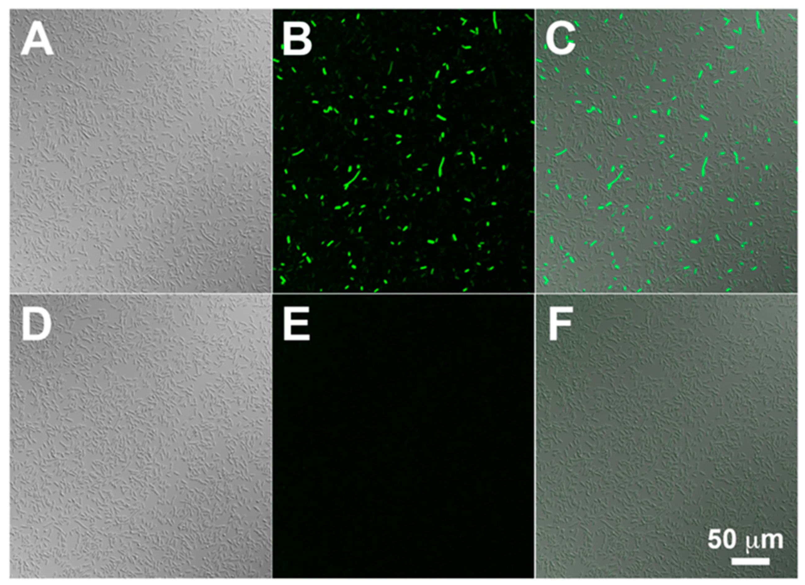 Cancers 12 00850 g003 Cancers 12 00850 g003