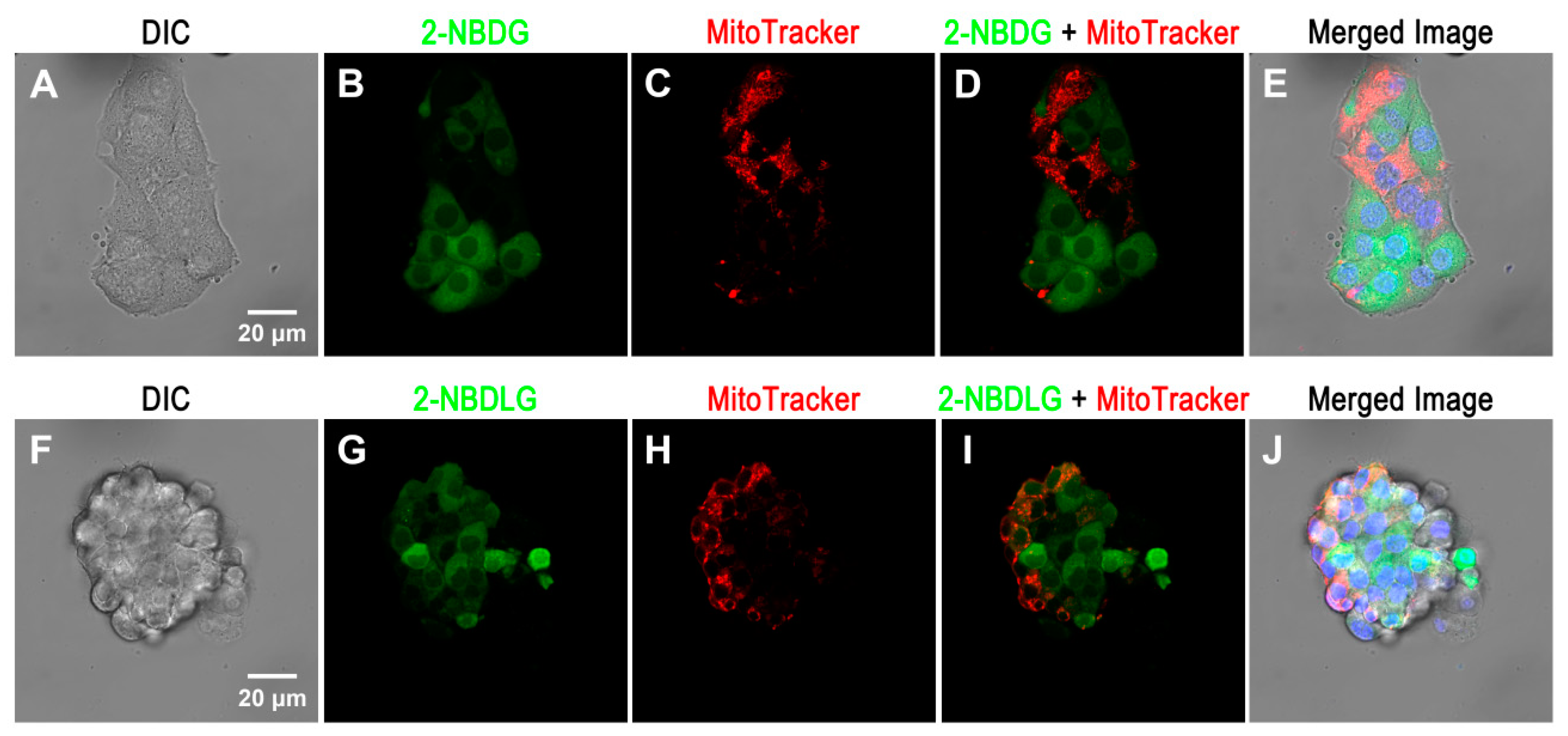 Cancers 12 00850 g005 Cancers 12 00850 g005