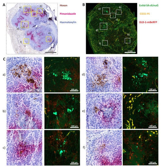 Cancers 12 00851 g0a6