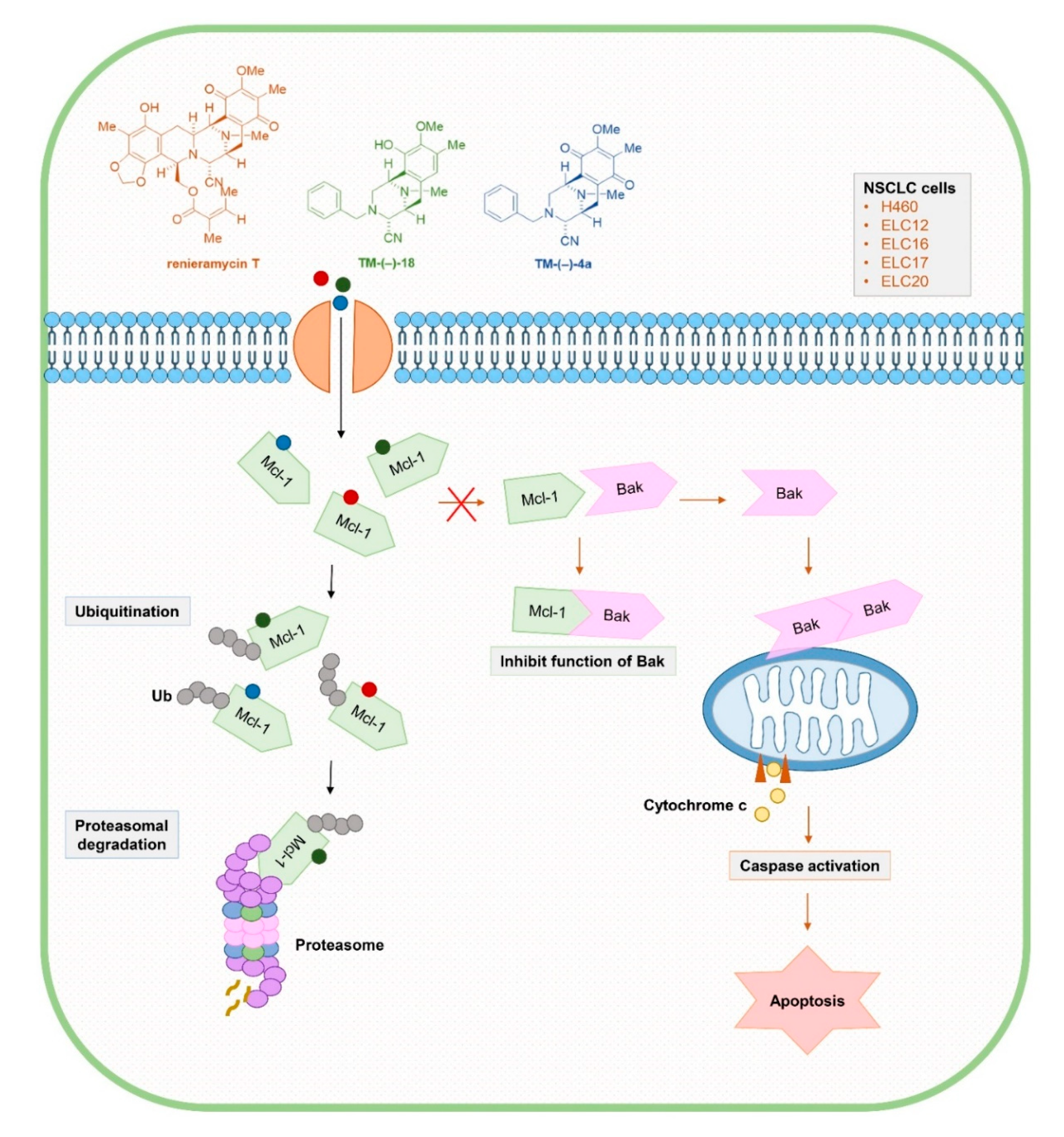 Cancers 12 00875 g007 Cancers 12 00875 g007