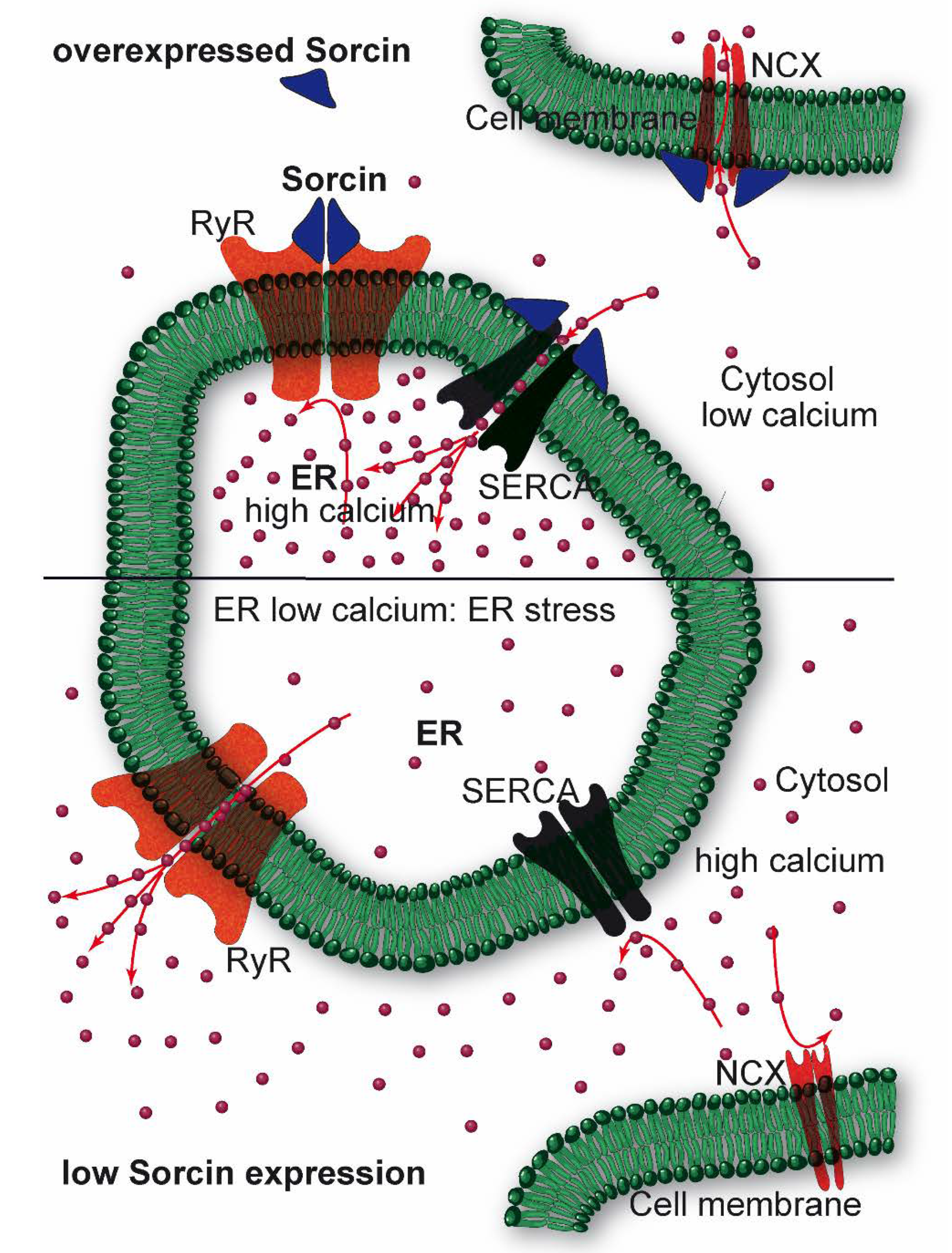 Cancers 12 00887 g004