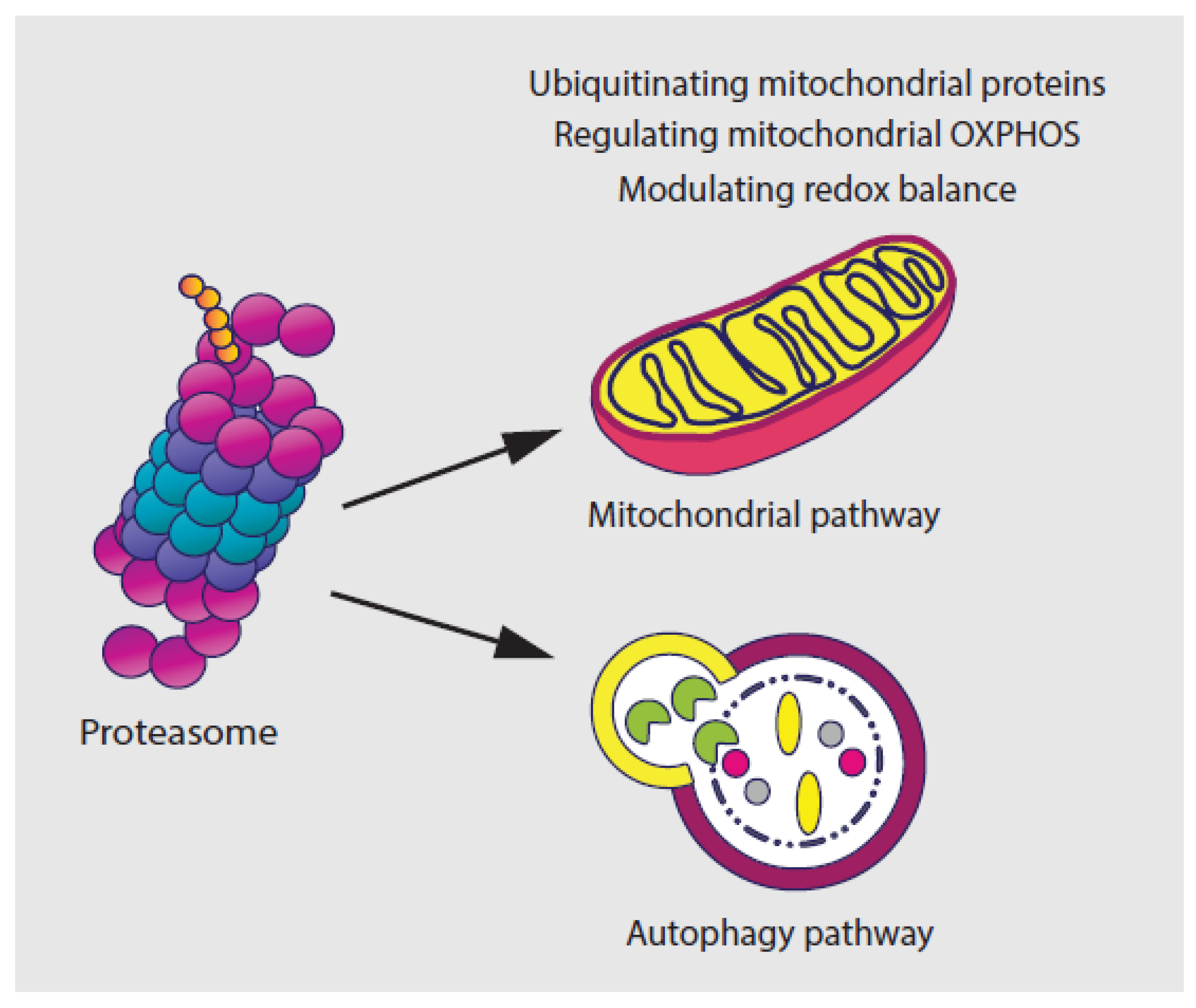 Cancers 12 00902 g002