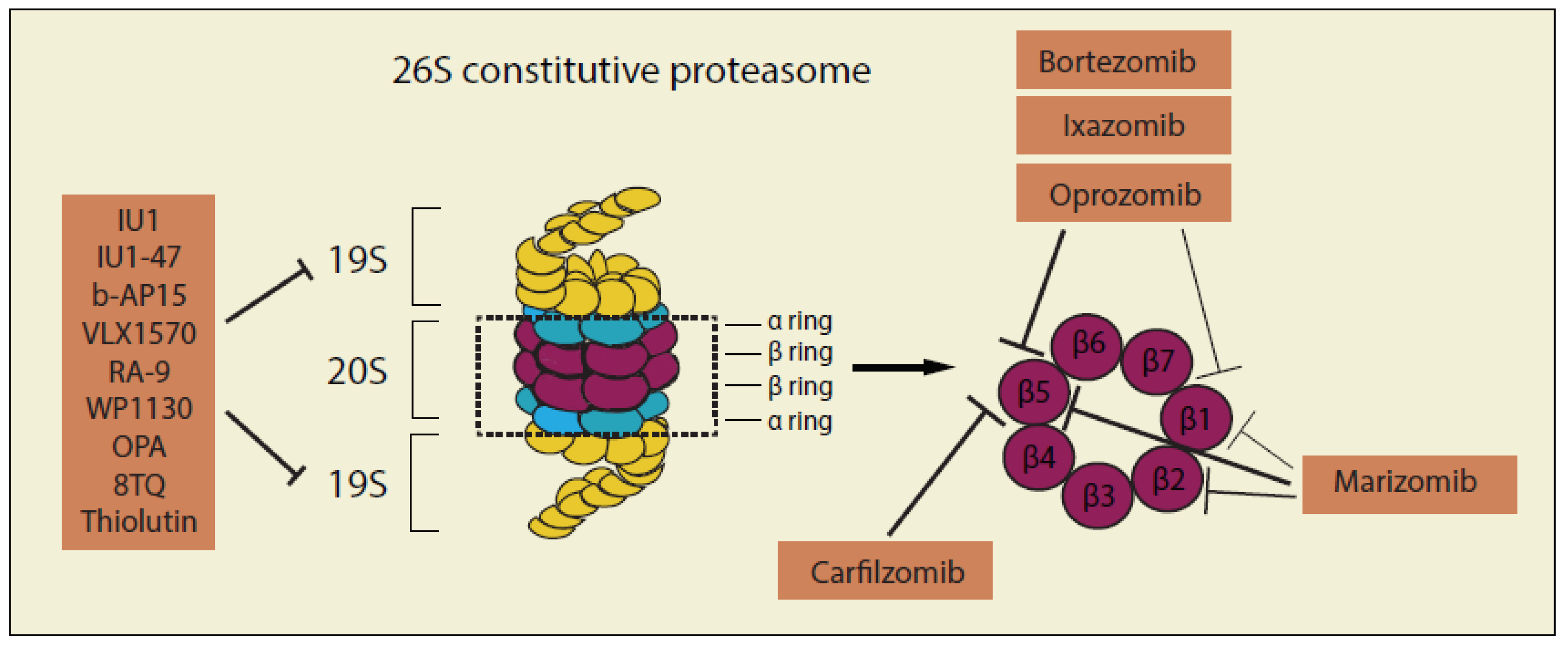 Cancers 12 00902 g003