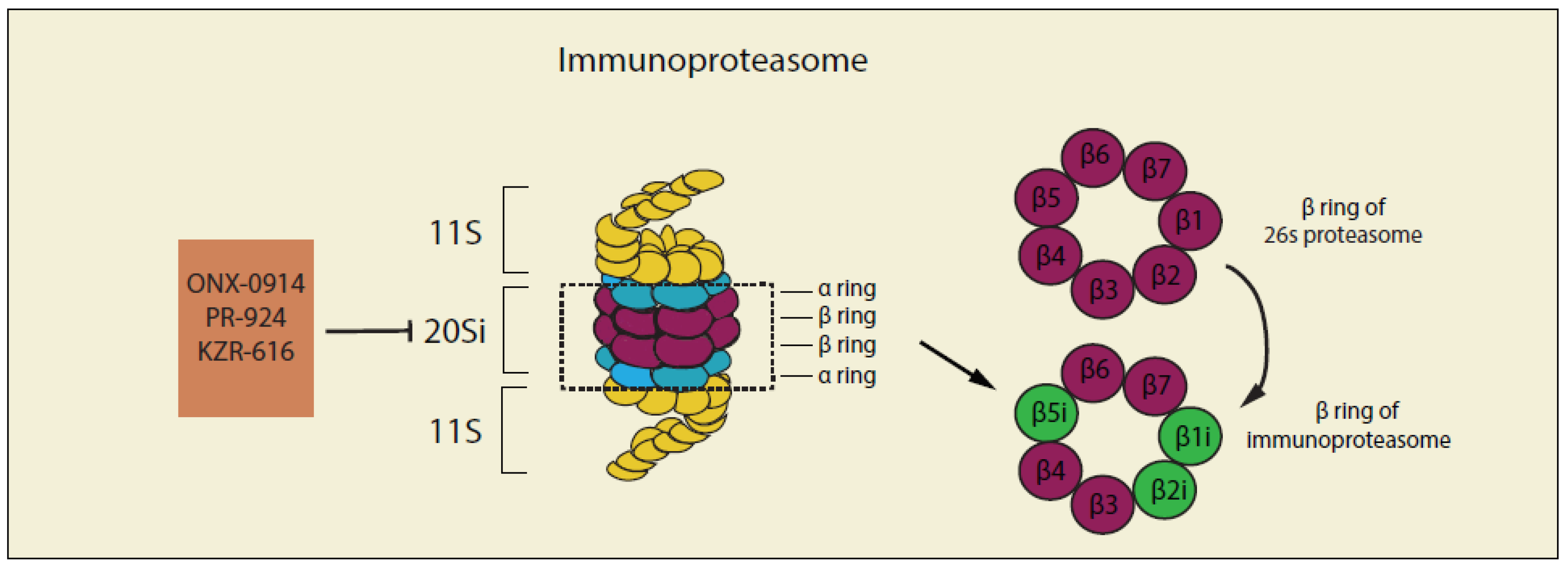 Cancers 12 00902 g004