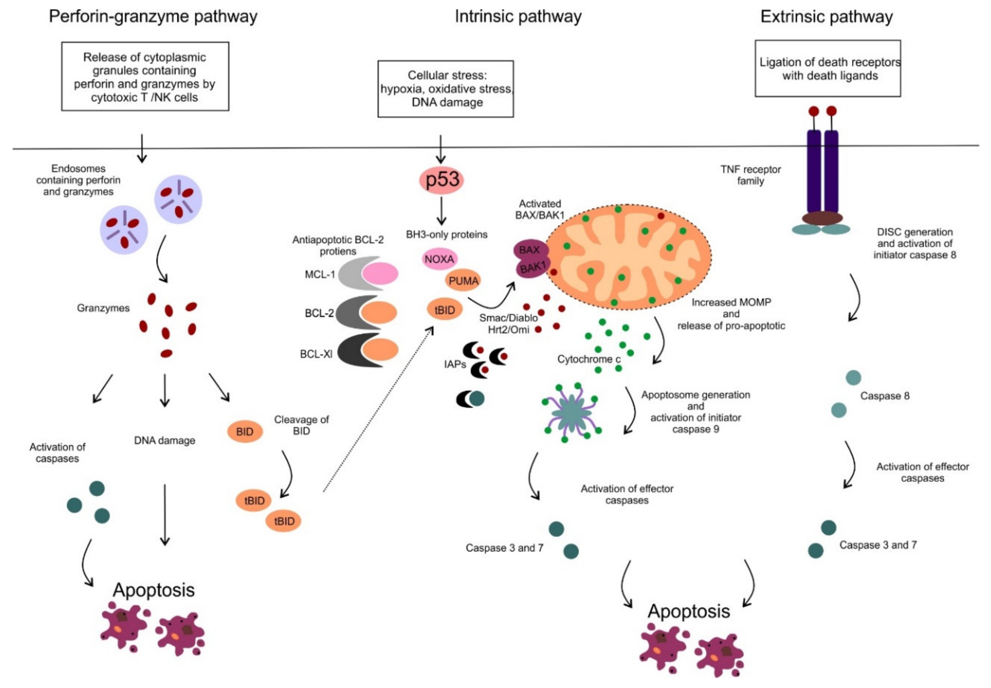 Cancers 12 00938 g001