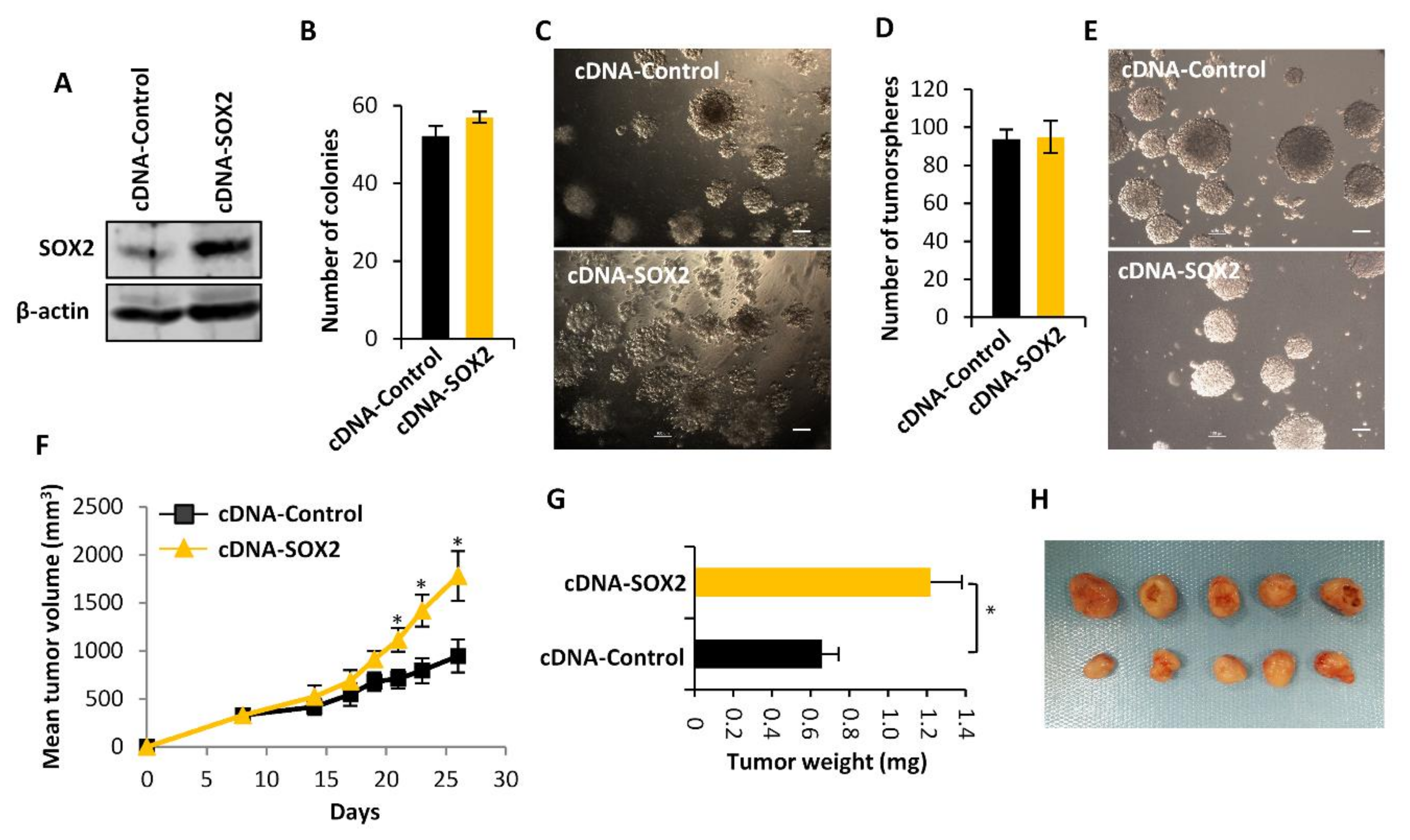 Cancers 12 00964 g003