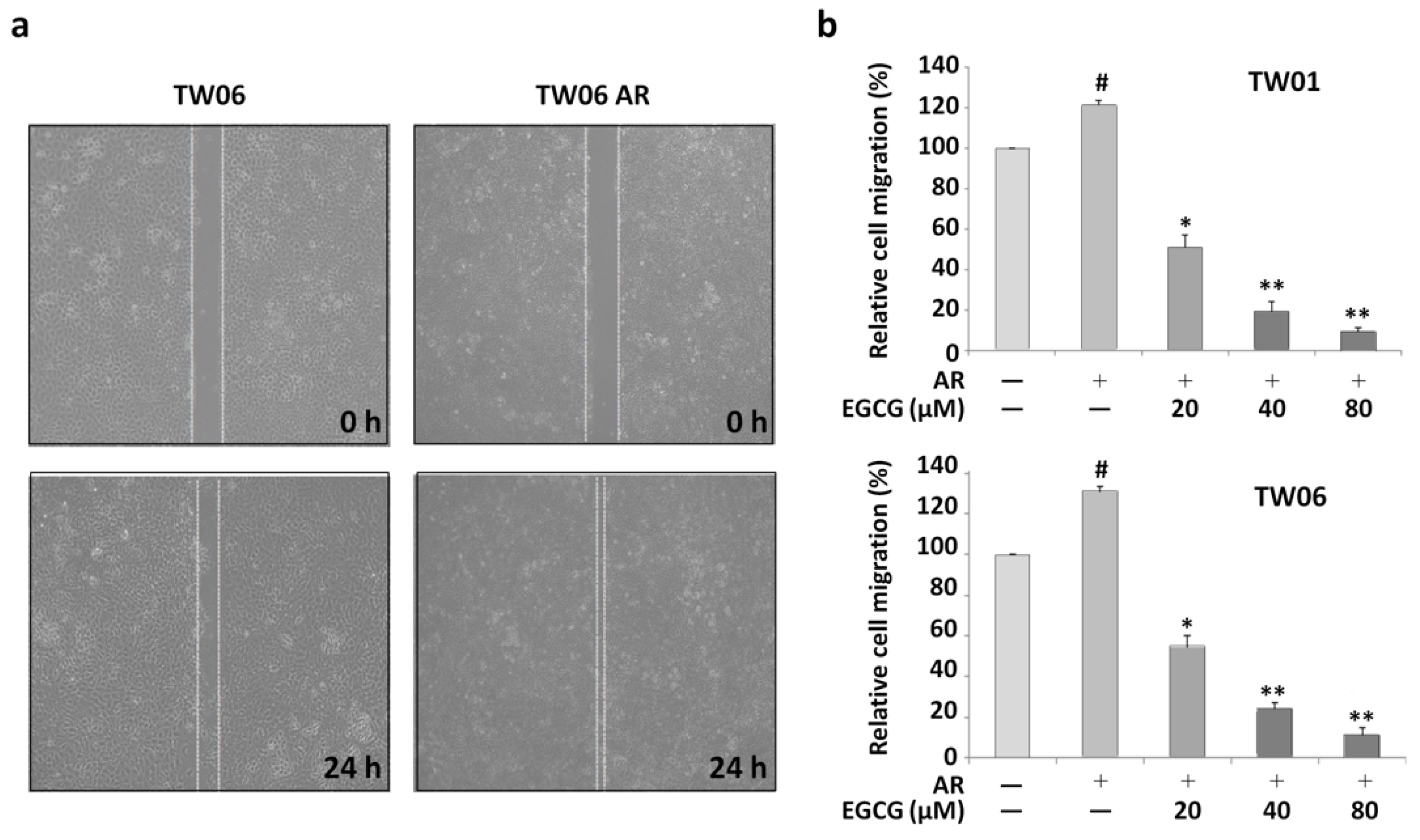 Cancers 12 00973 g001