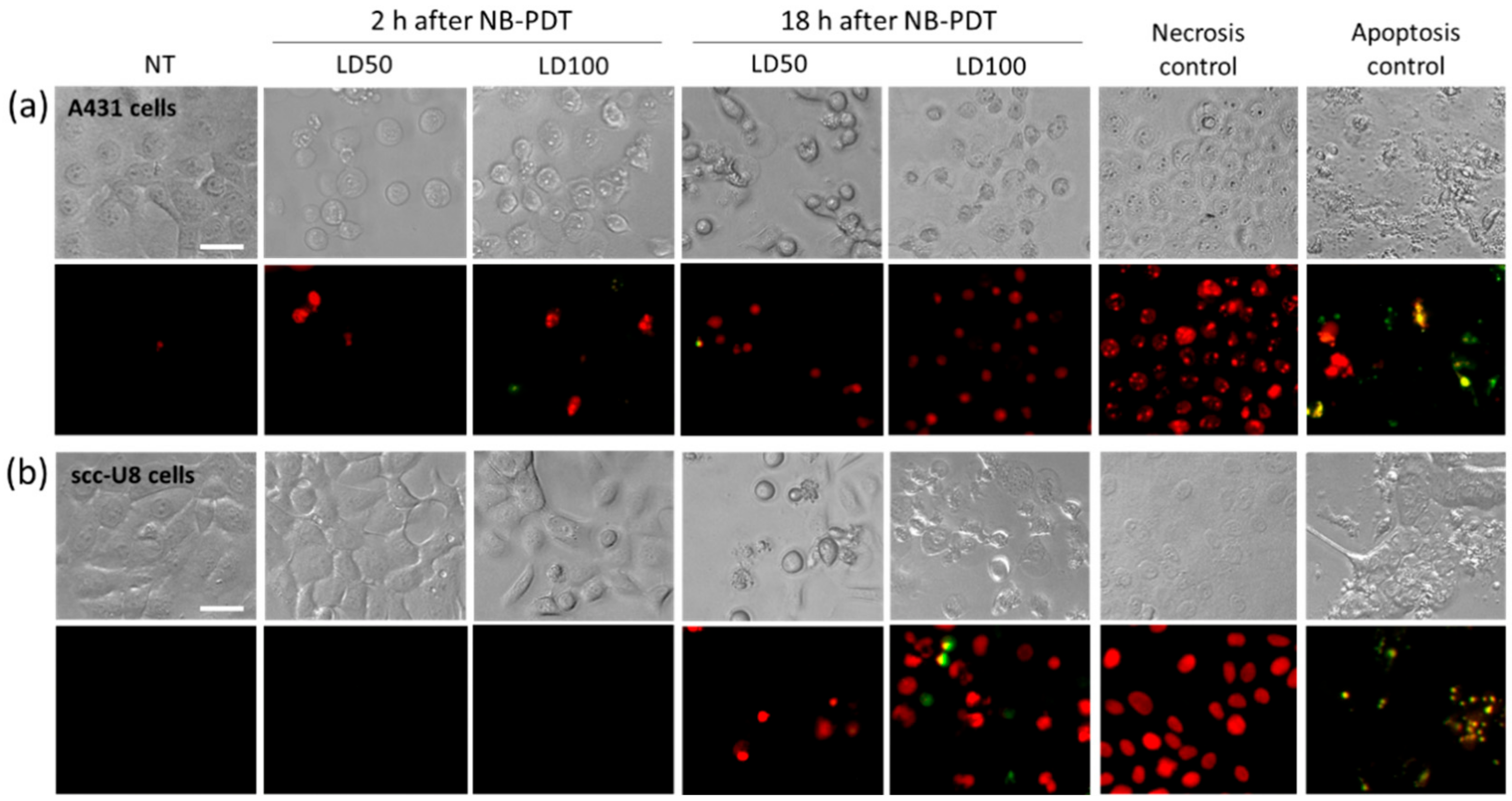 Cancers 12 00978 g001 Cancers 12 00978 g001