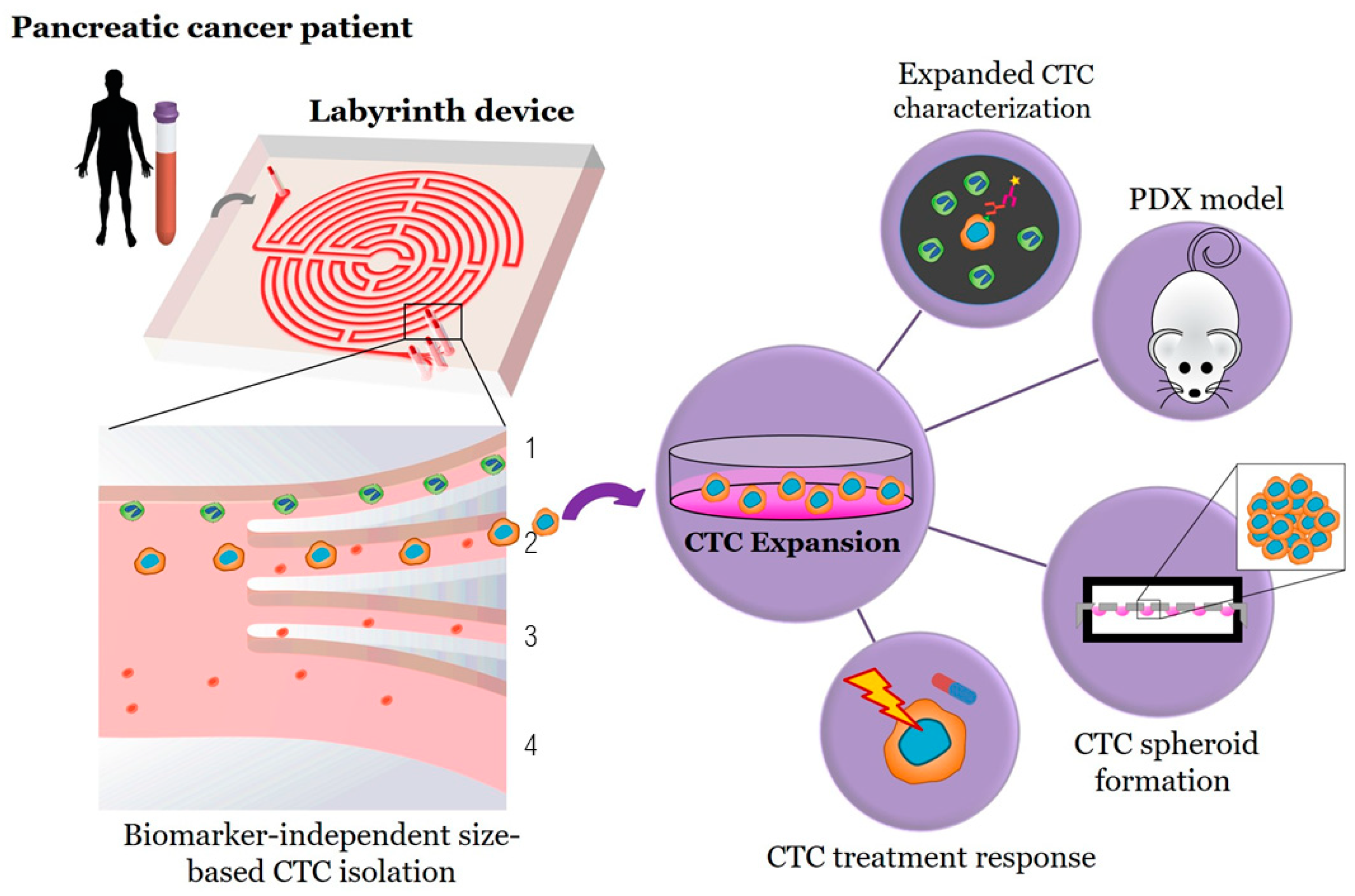 Cancers 12 01011 g001 Cancers 12 01011 g001