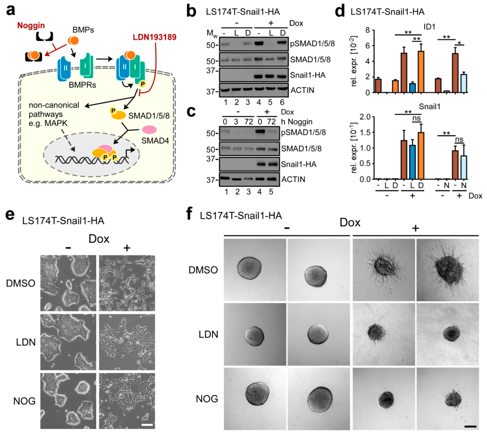 Cancers 12 01019 g002