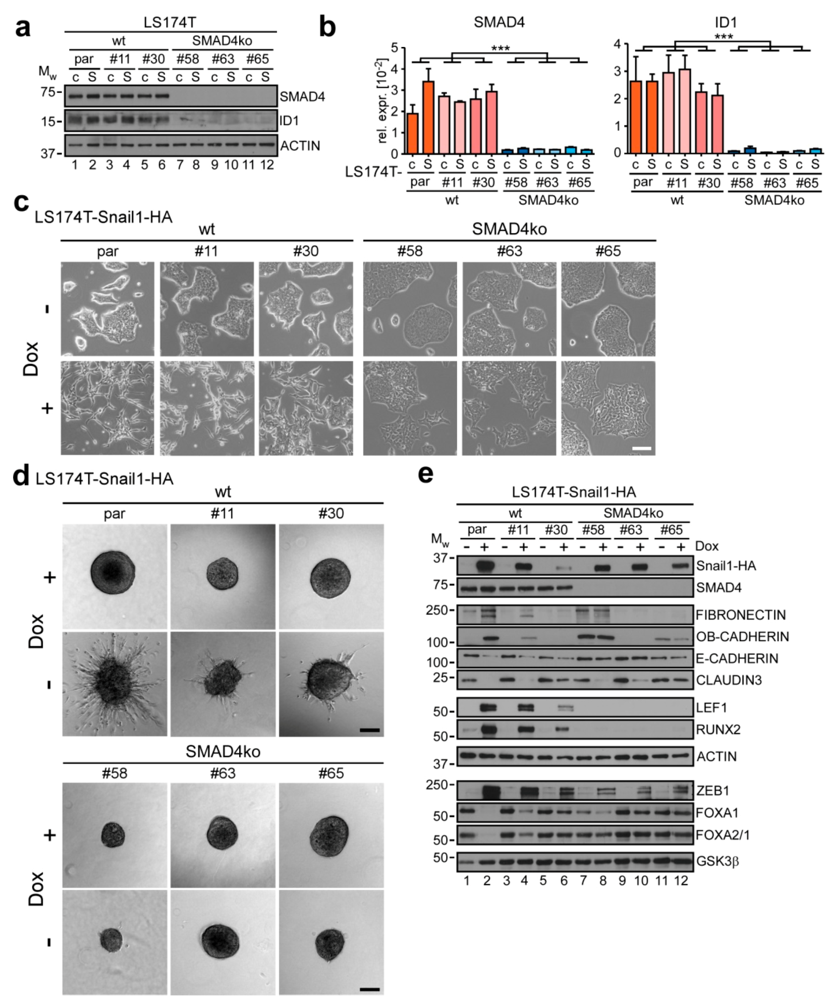 Cancers 12 01019 g004