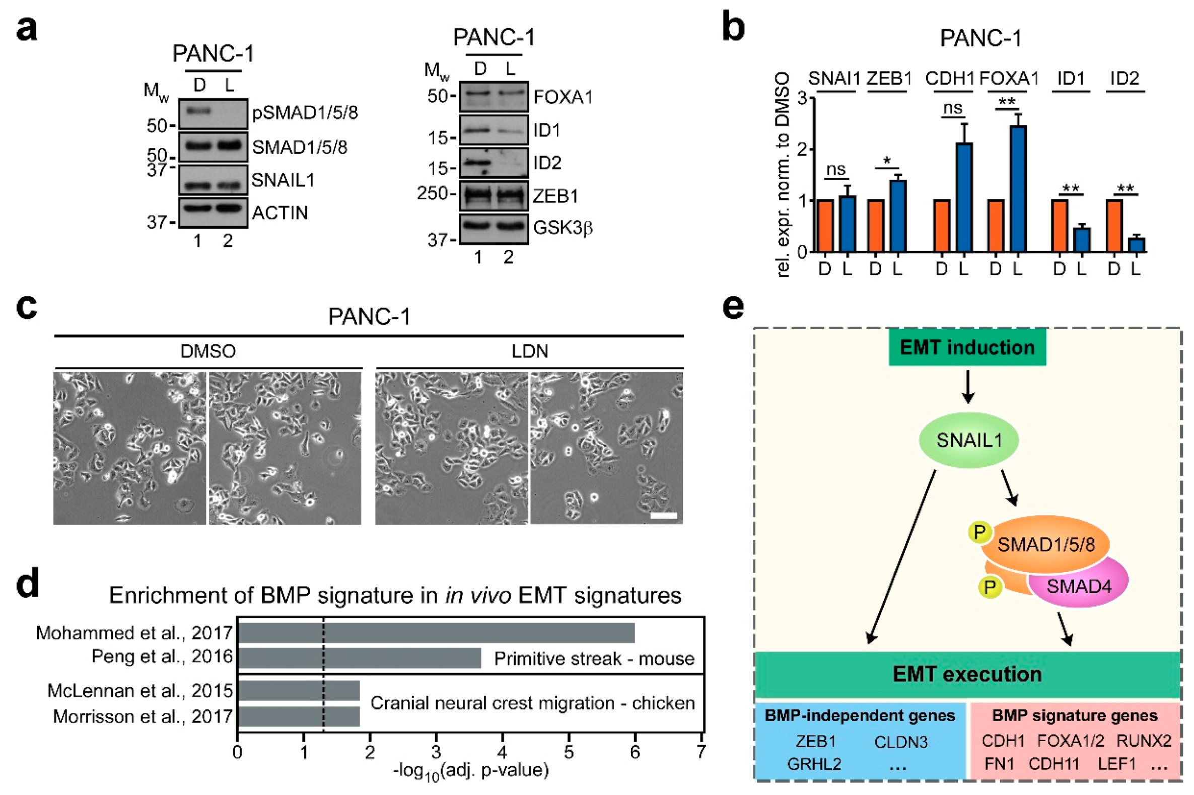 Cancers 12 01019 g007