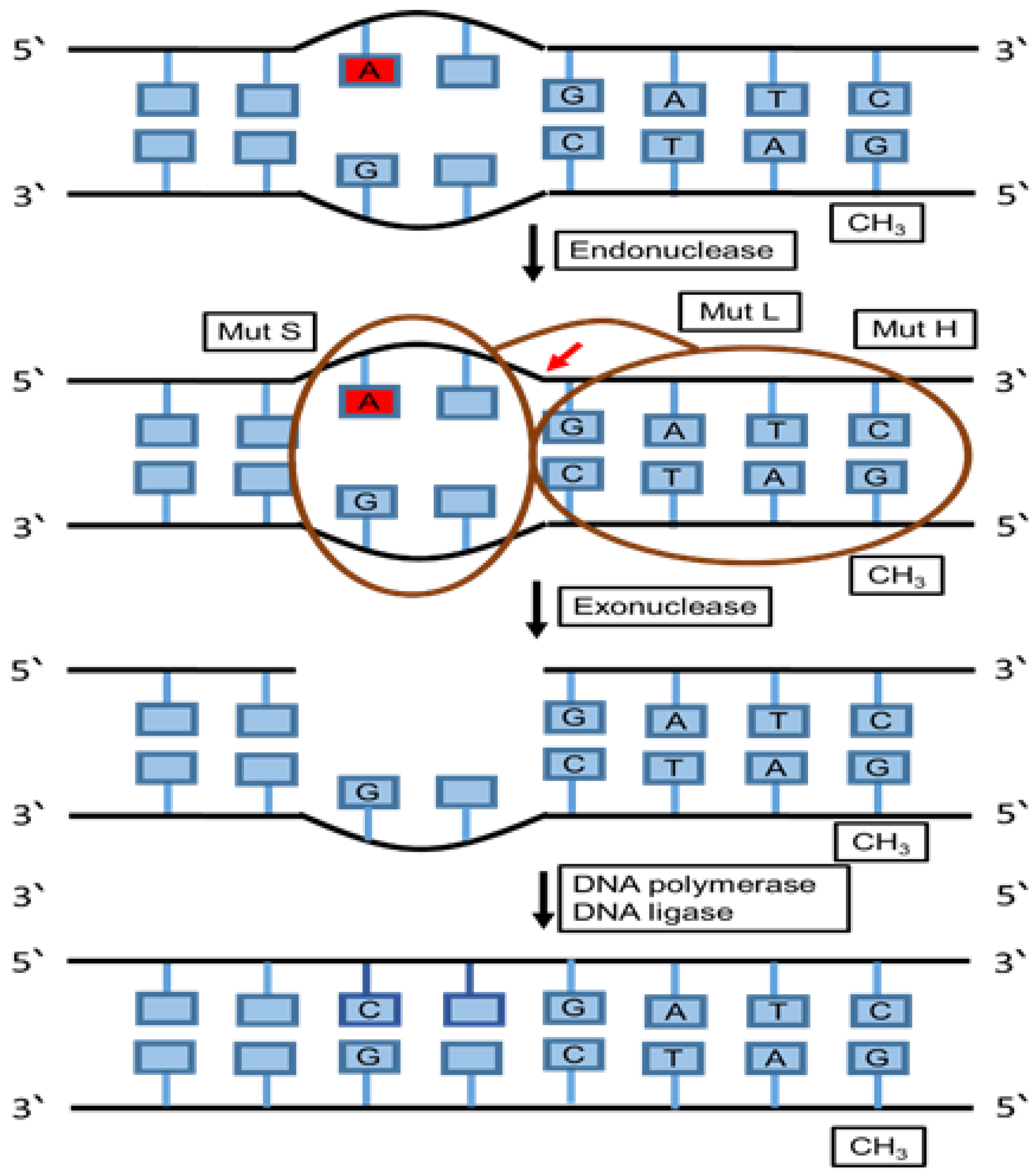 Cancers 12 01050 g005