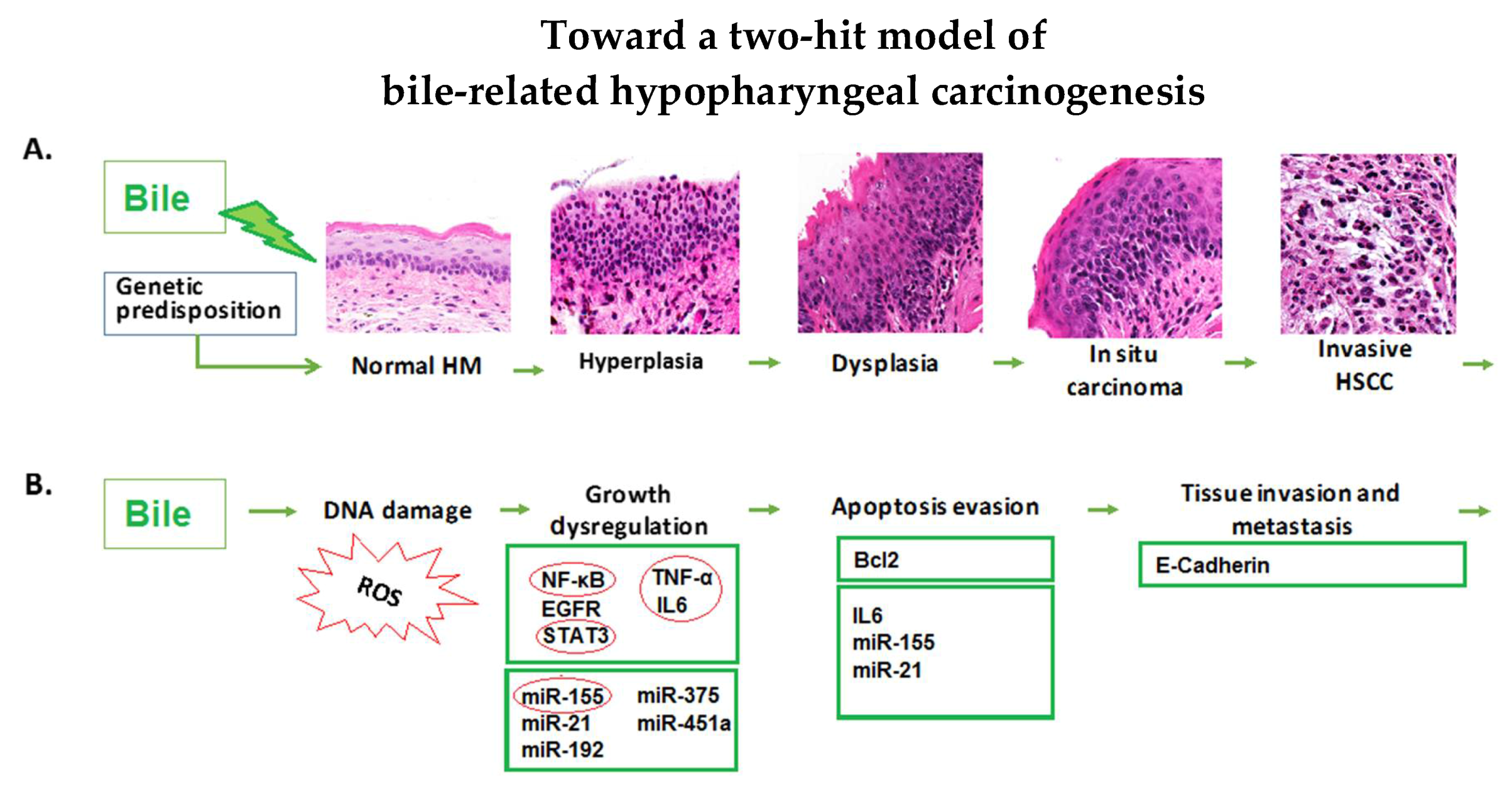 Cancers 12 01064 g006 Cancers 12 01064 g006