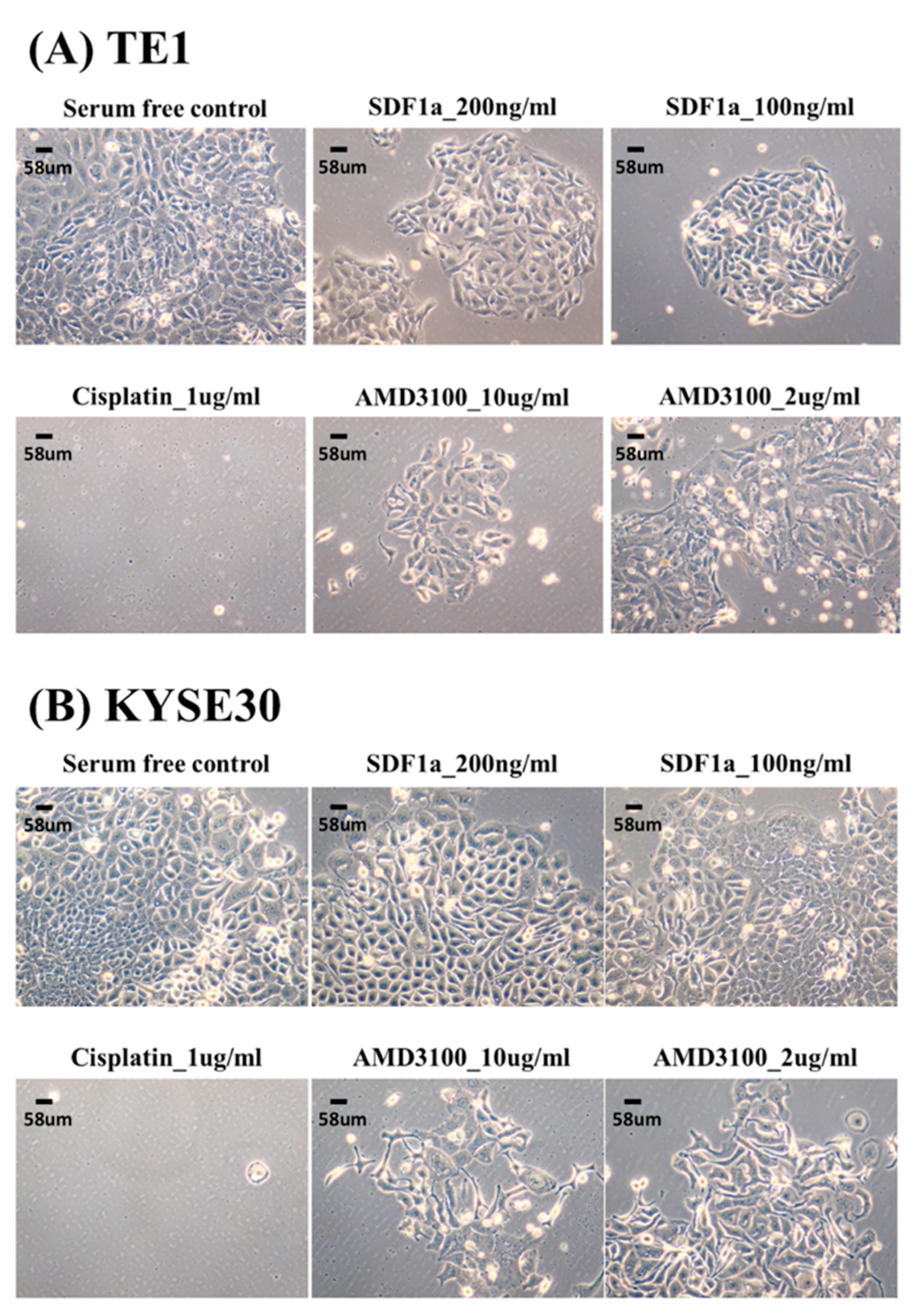 Cancers 12 01067 g003 Cancers 12 01067 g003