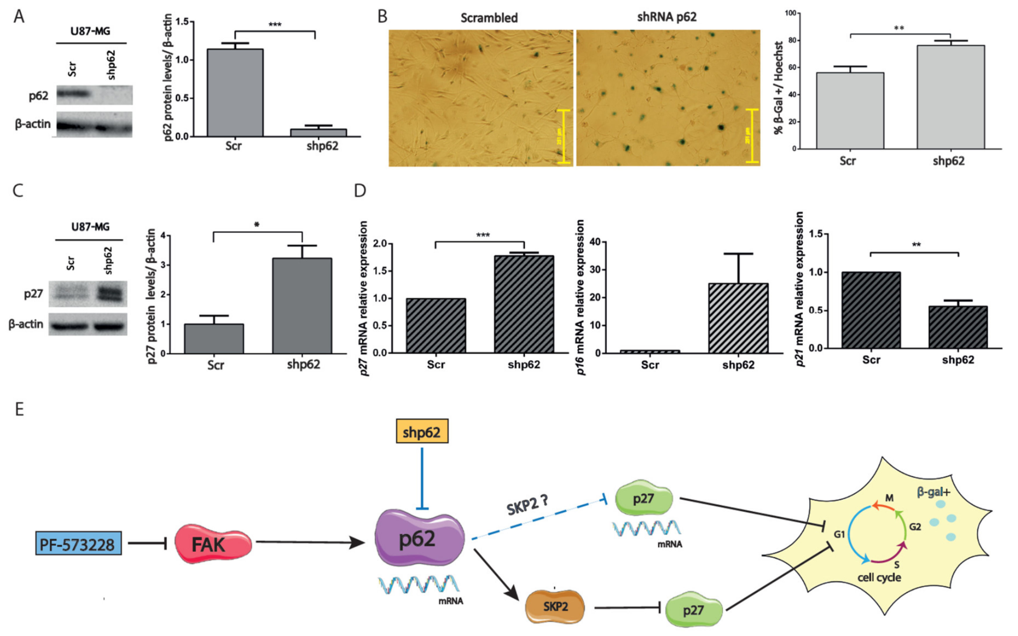 Cancers 12 01086 g007 Cancers 12 01086 g007