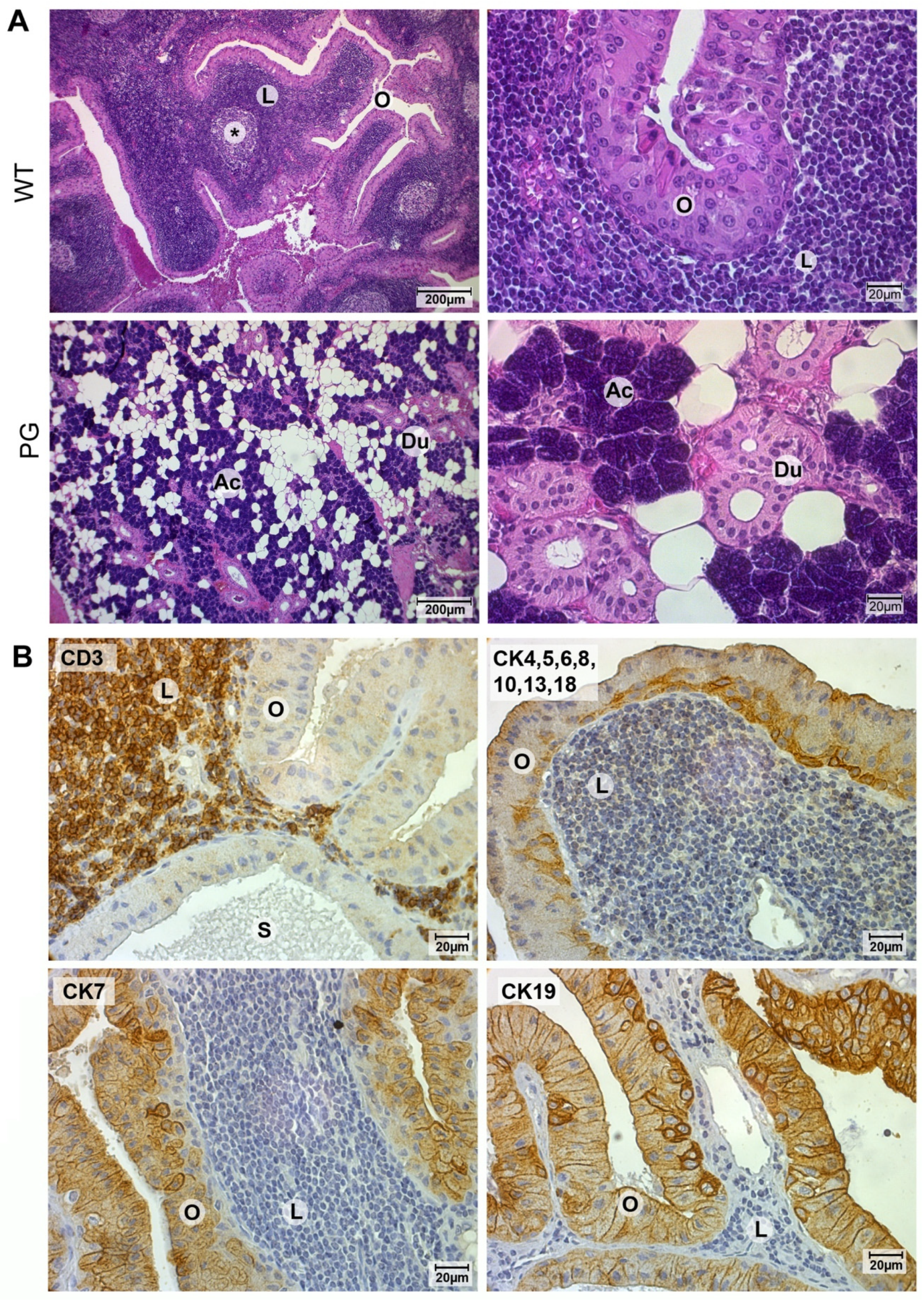 Cancers 12 01112 g001