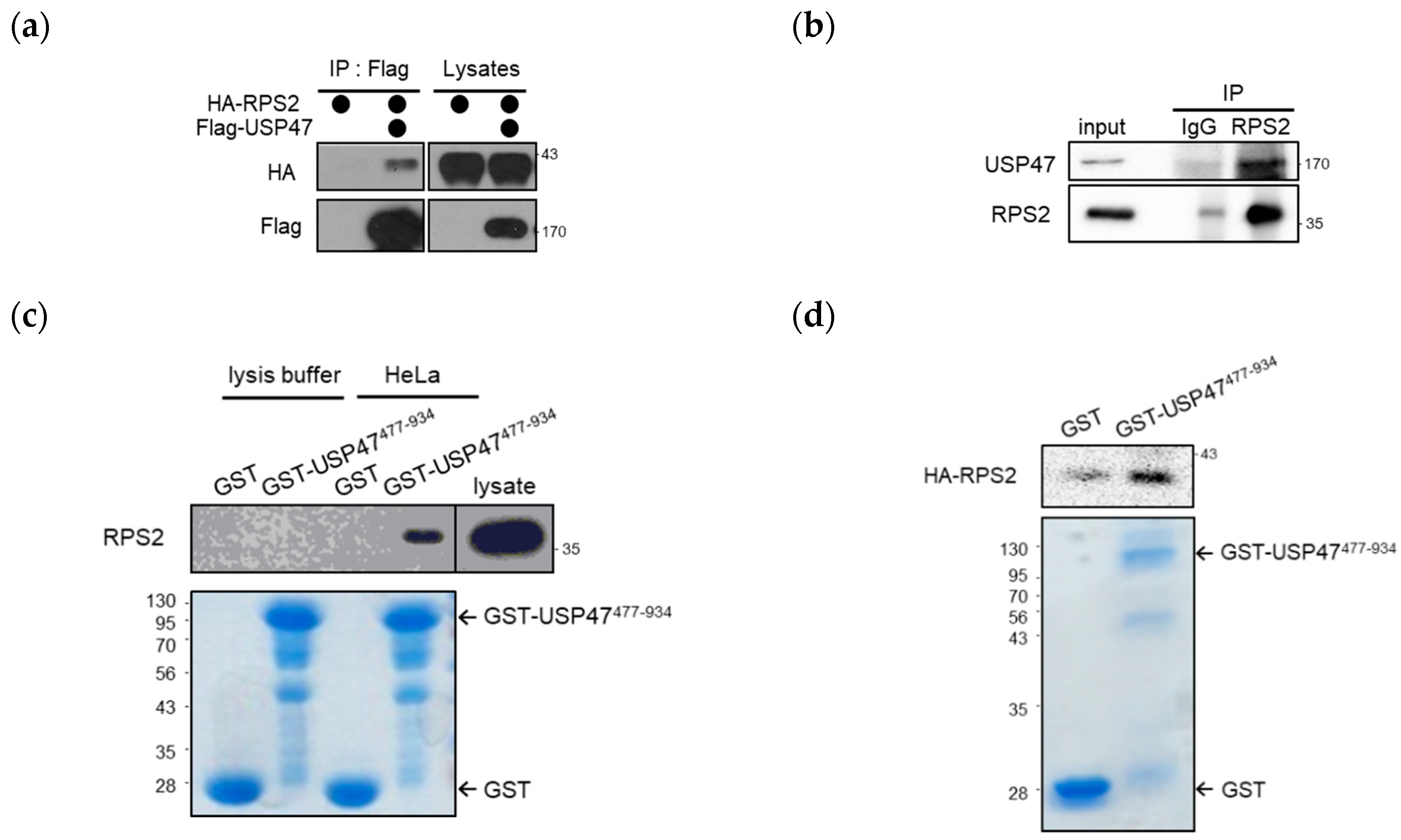 Cancers 12 01137 g001
