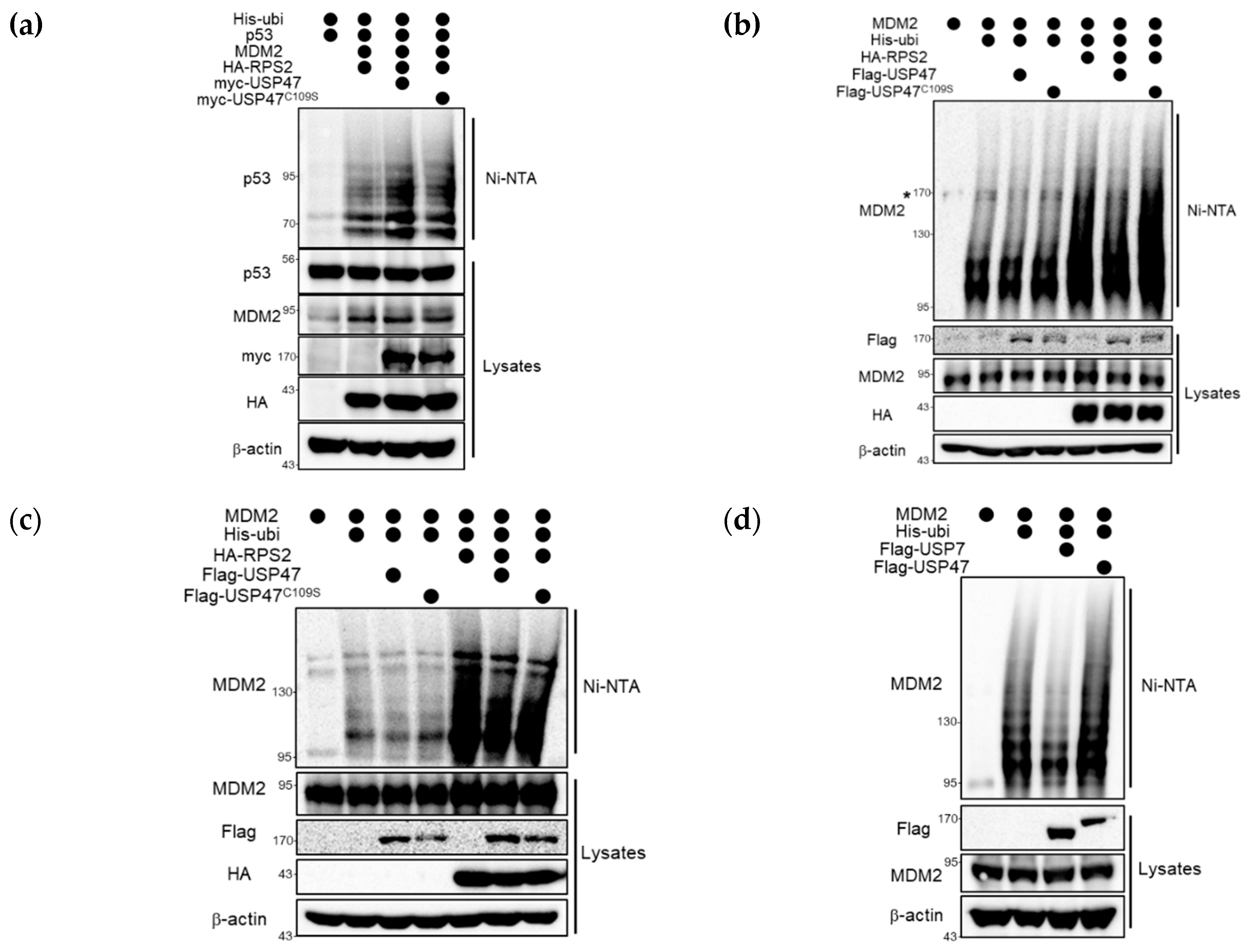 Cancers 12 01137 g004