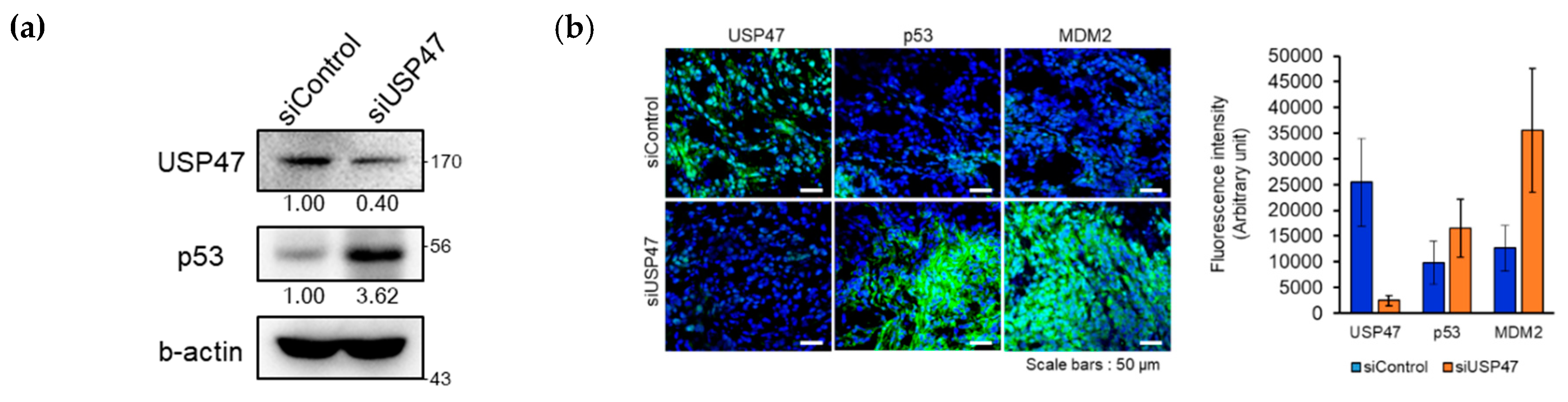 Cancers 12 01137 g007a