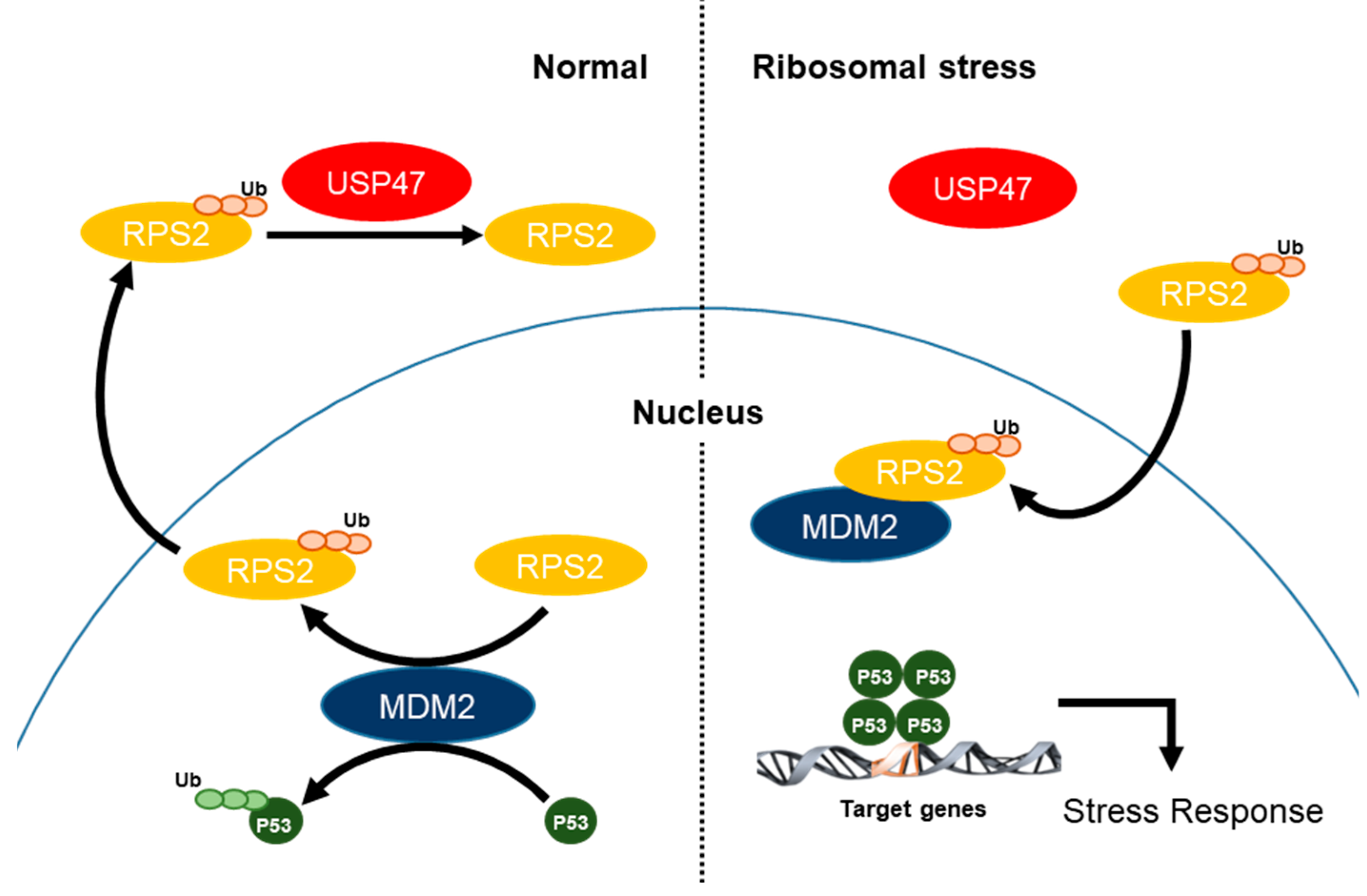 Cancers 12 01137 g008