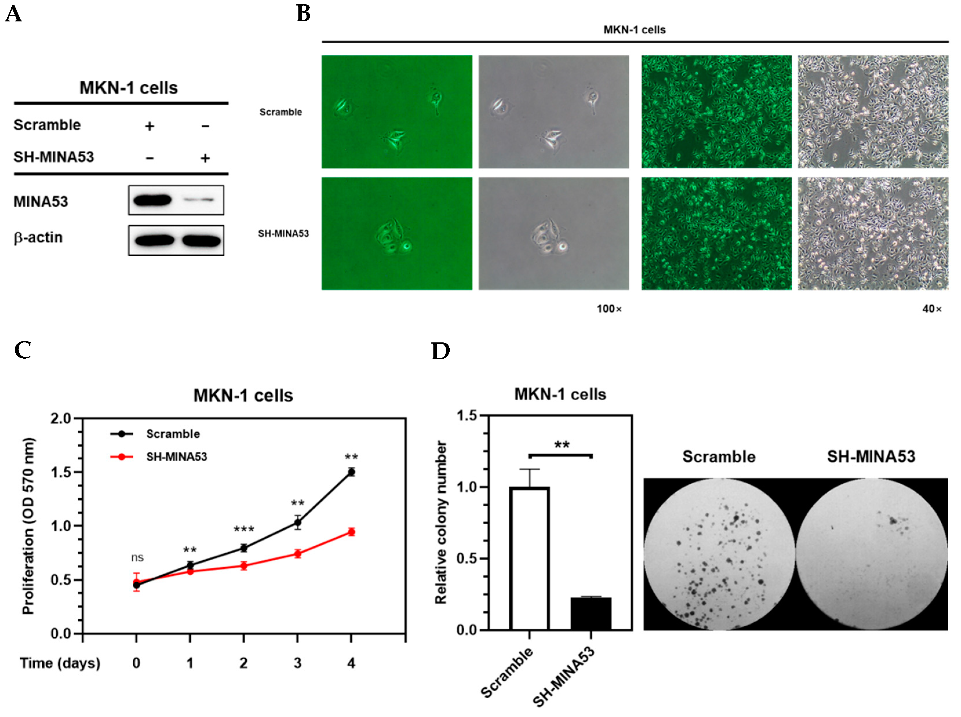 Cancers 12 01141 g004