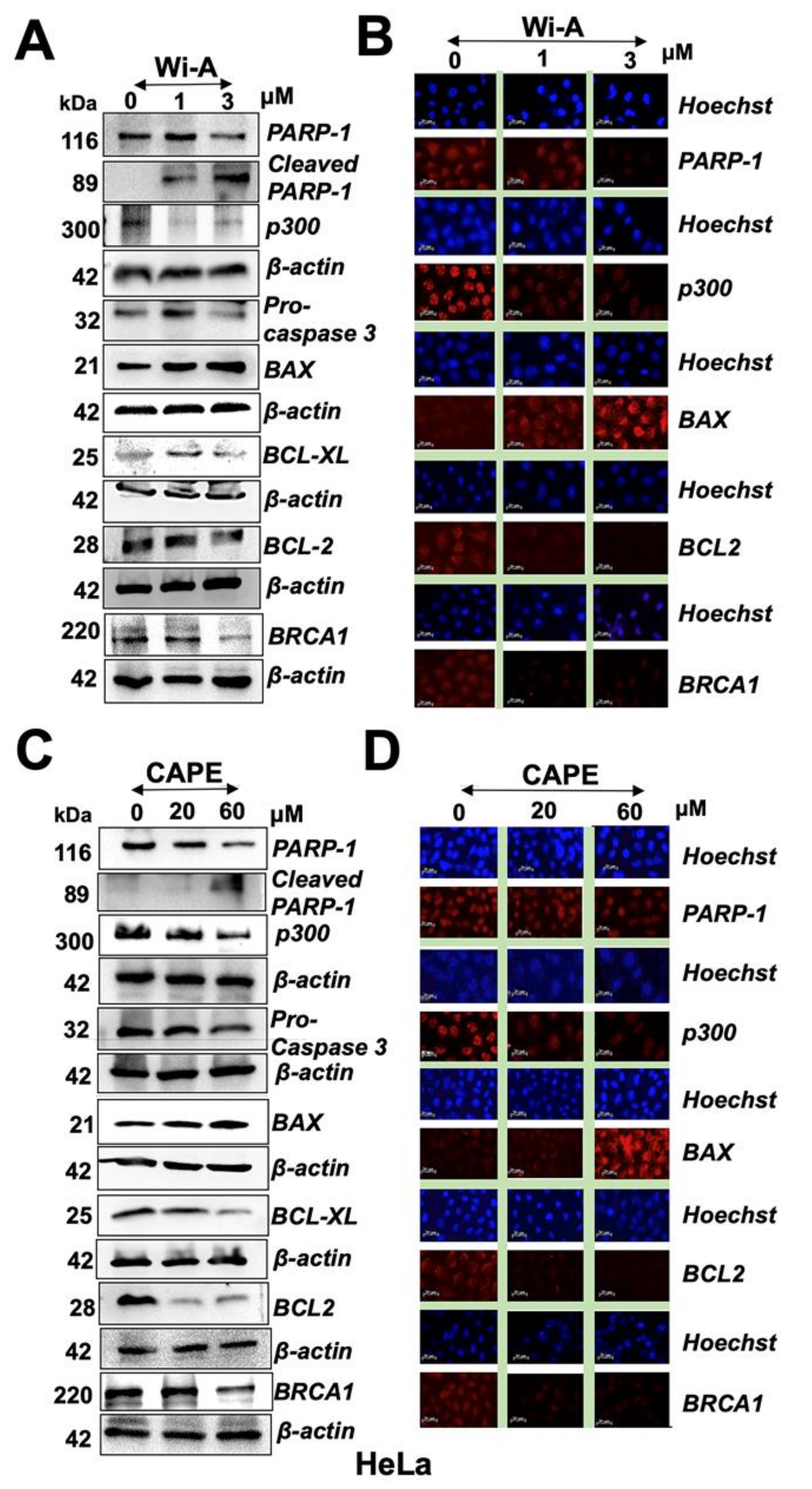 Cancers 12 01160 g003 Cancers 12 01160 g003