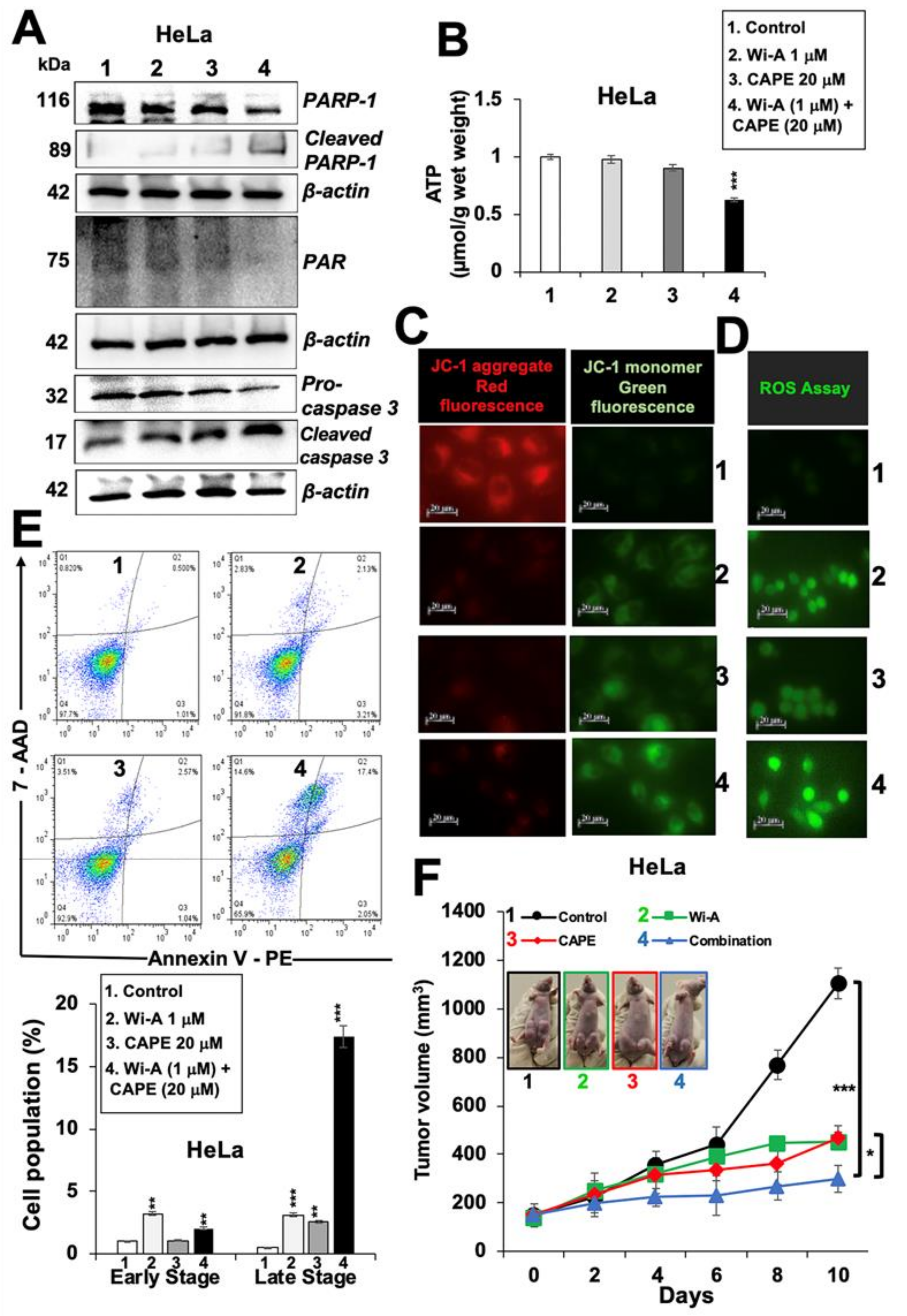Cancers 12 01160 g005 Cancers 12 01160 g005