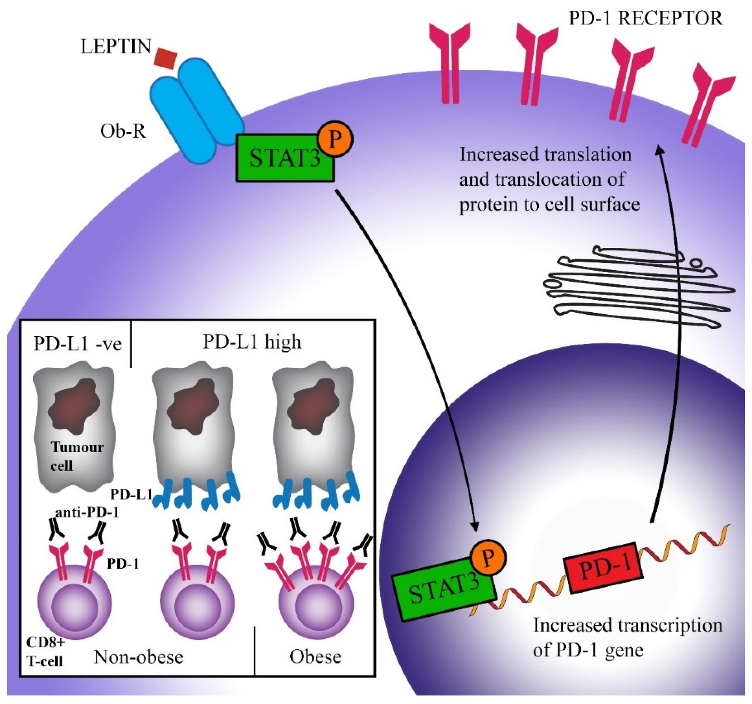 Cancers 12 01230 g002 Cancers 12 01230 g002