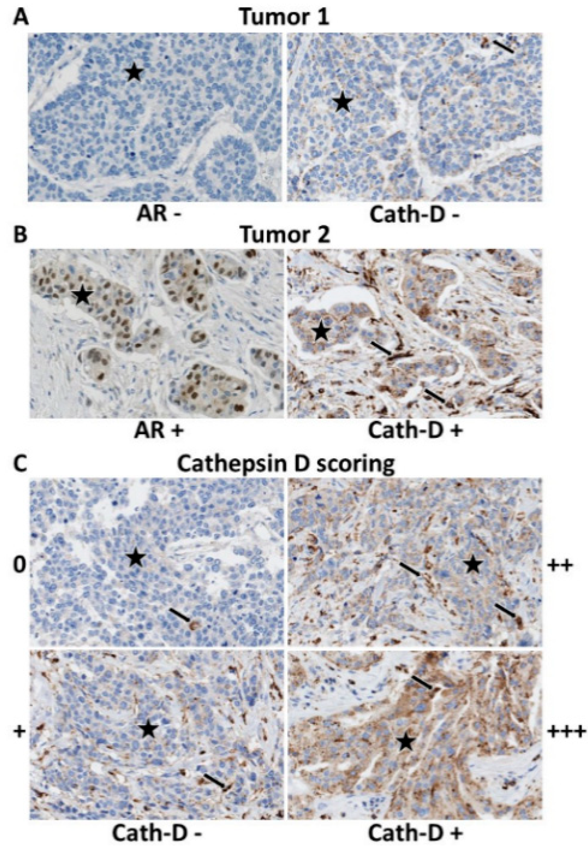 Cancers 12 01244 g001 Cancers 12 01244 g001