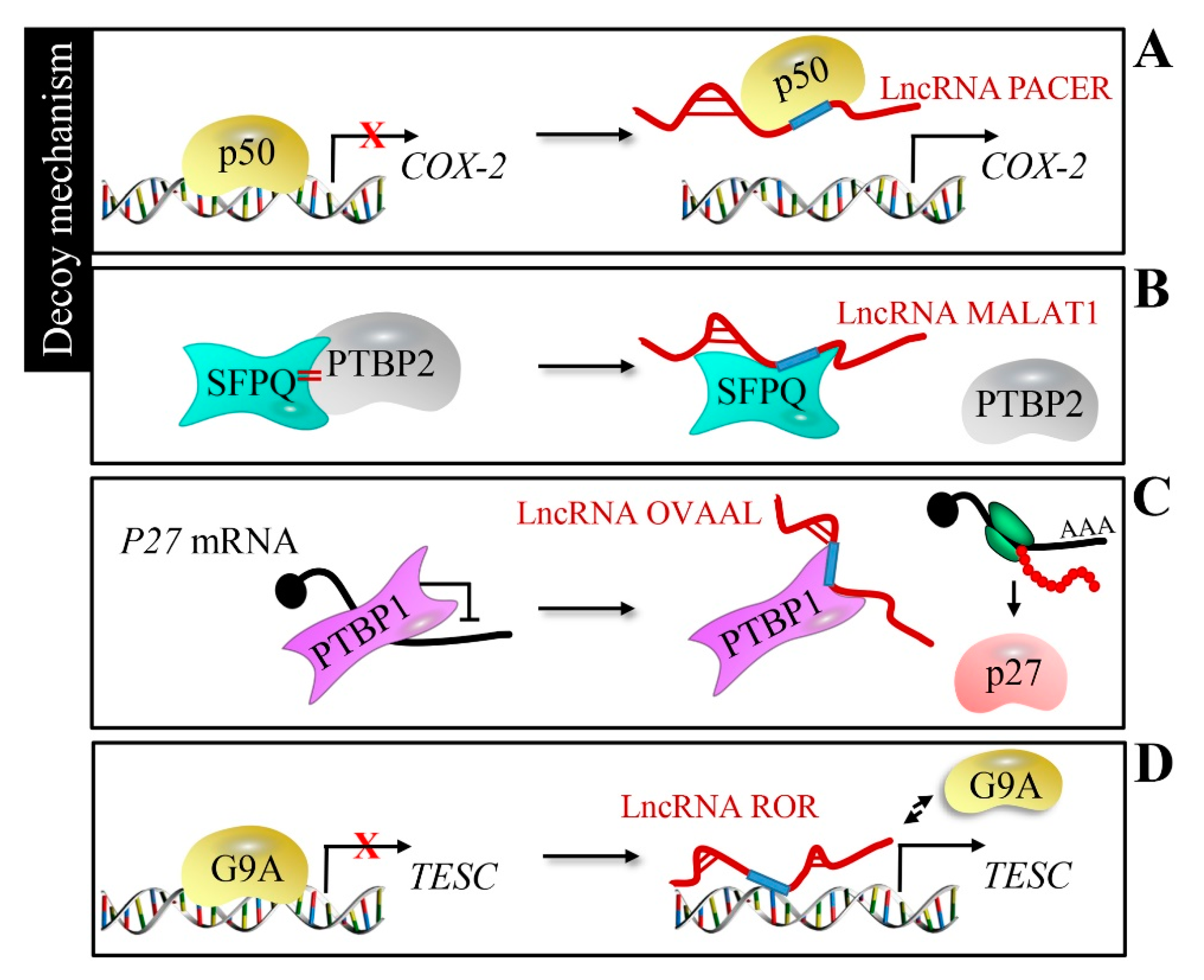 Cancers 12 01245 g003