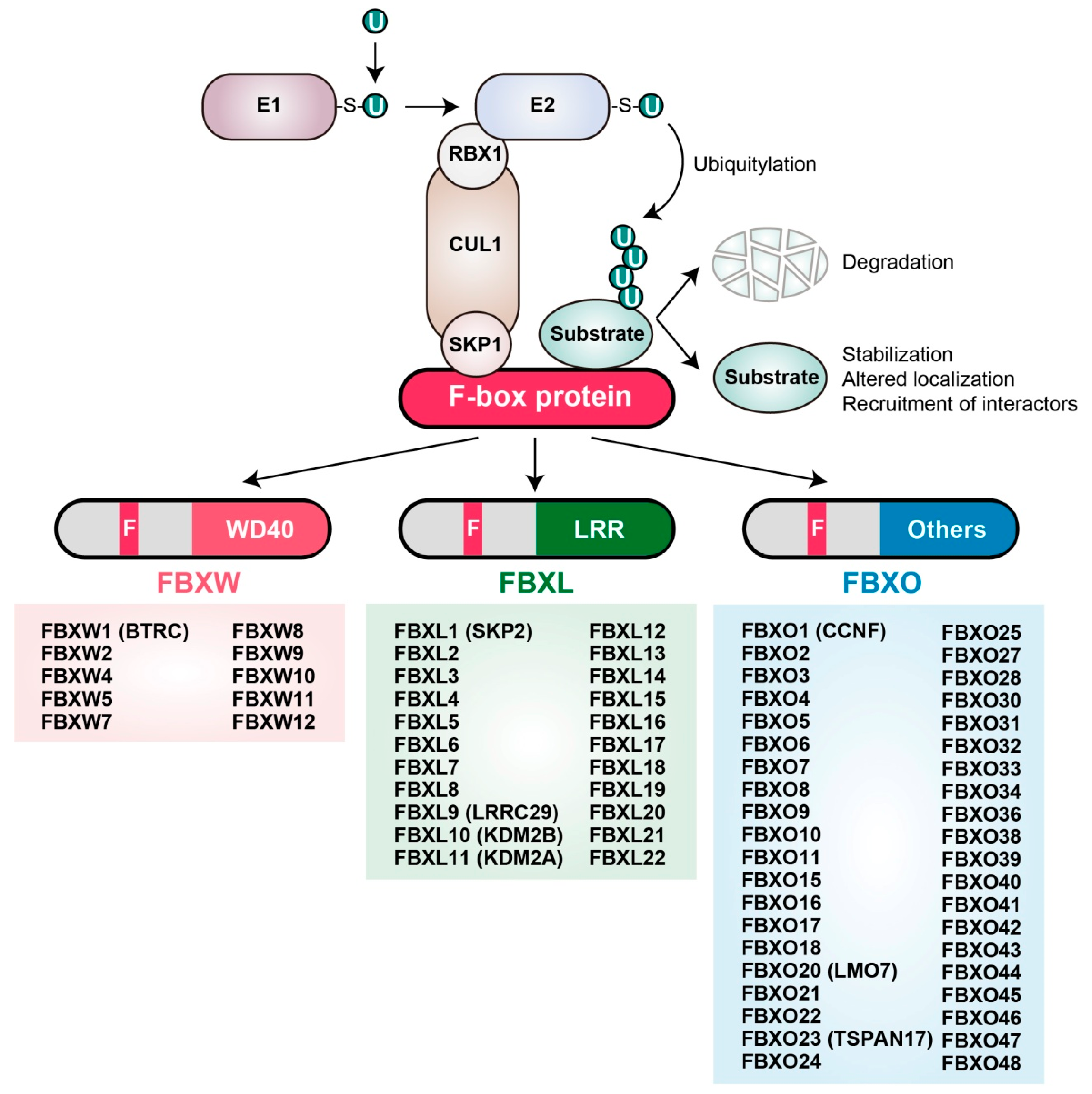 Cancers 12 01249 g001