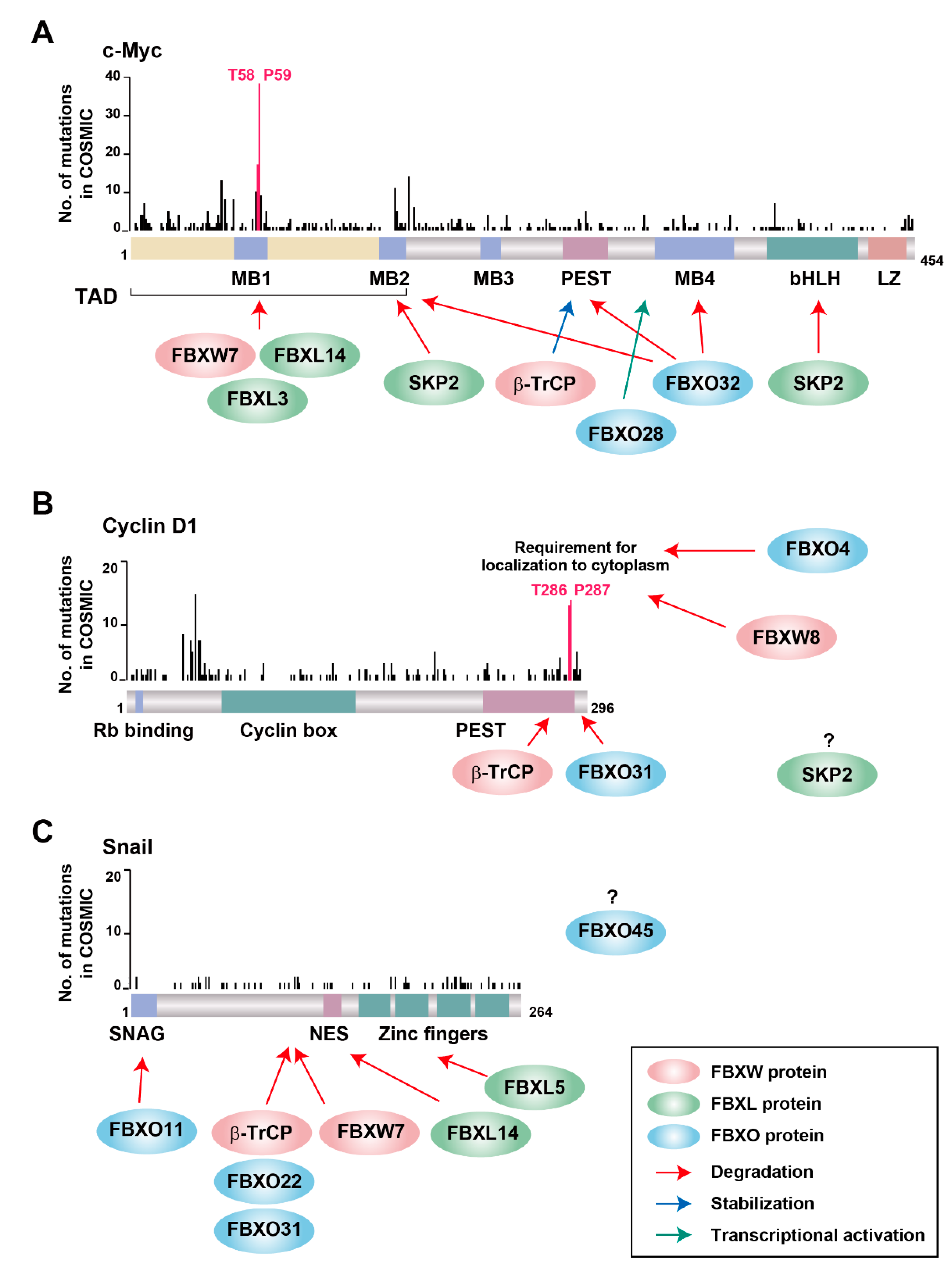 Cancers 12 01249 g003