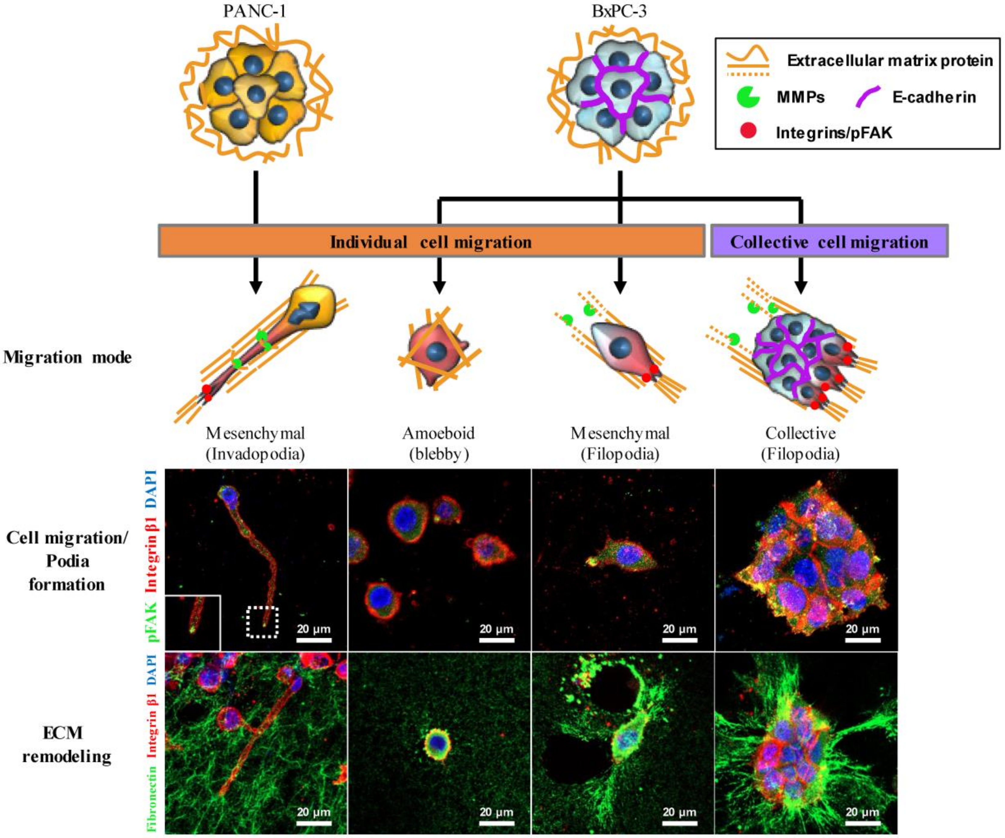Cancers 12 01305 g008