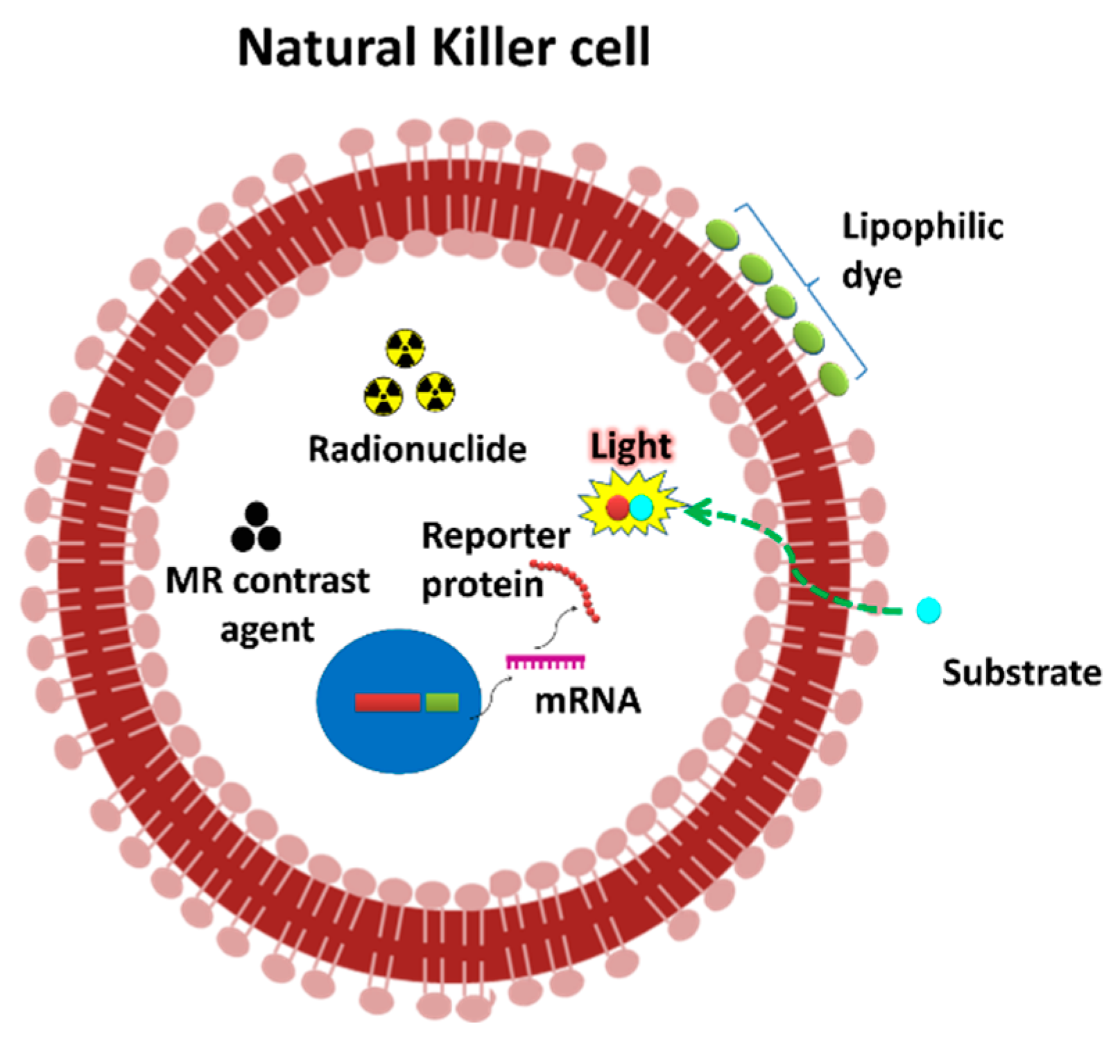 Cancers 12 01318 g001