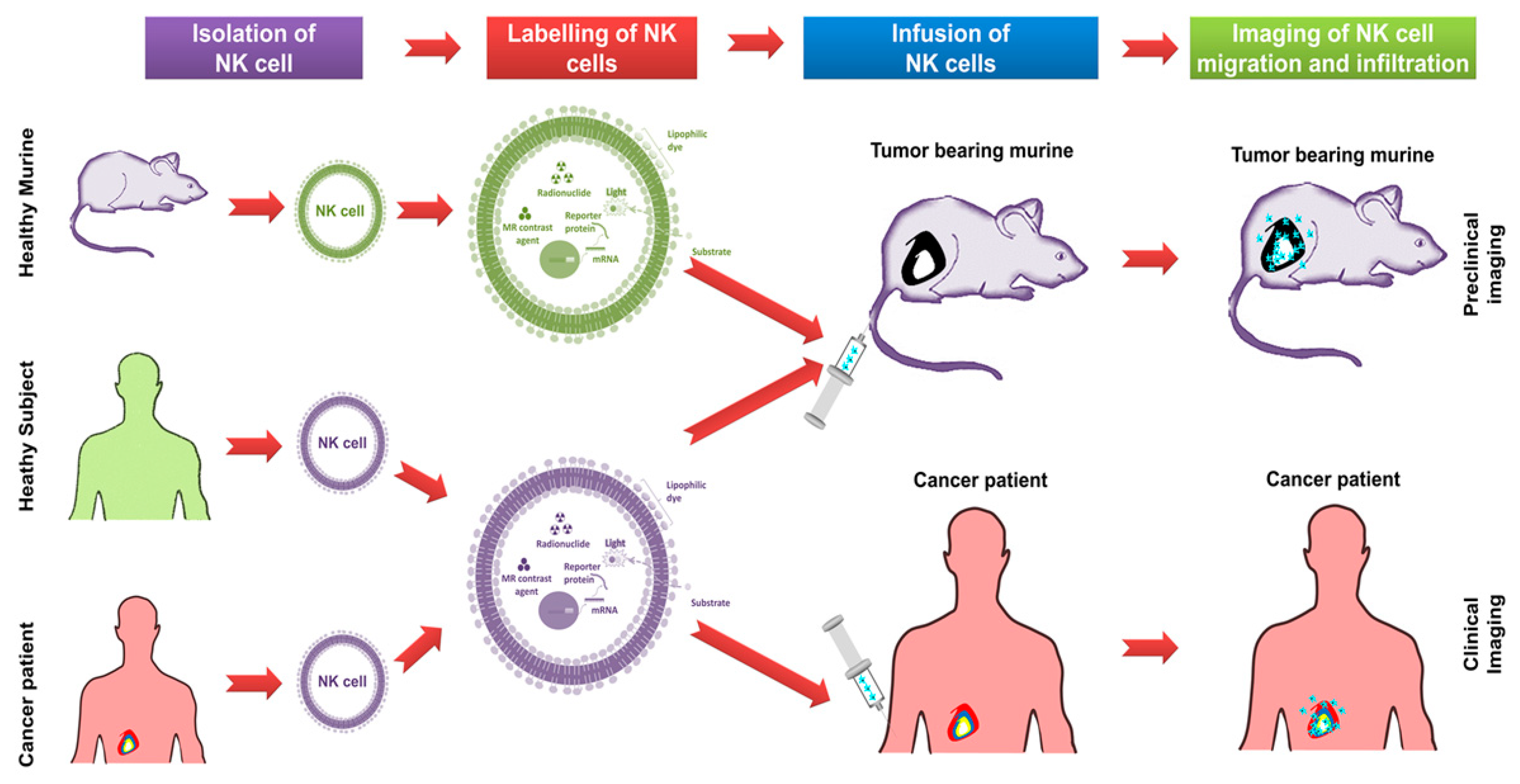 Cancers 12 01318 g002